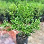 buxus