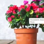 cyclamen