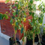 limon lima y mandarina criolla