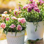 }florales