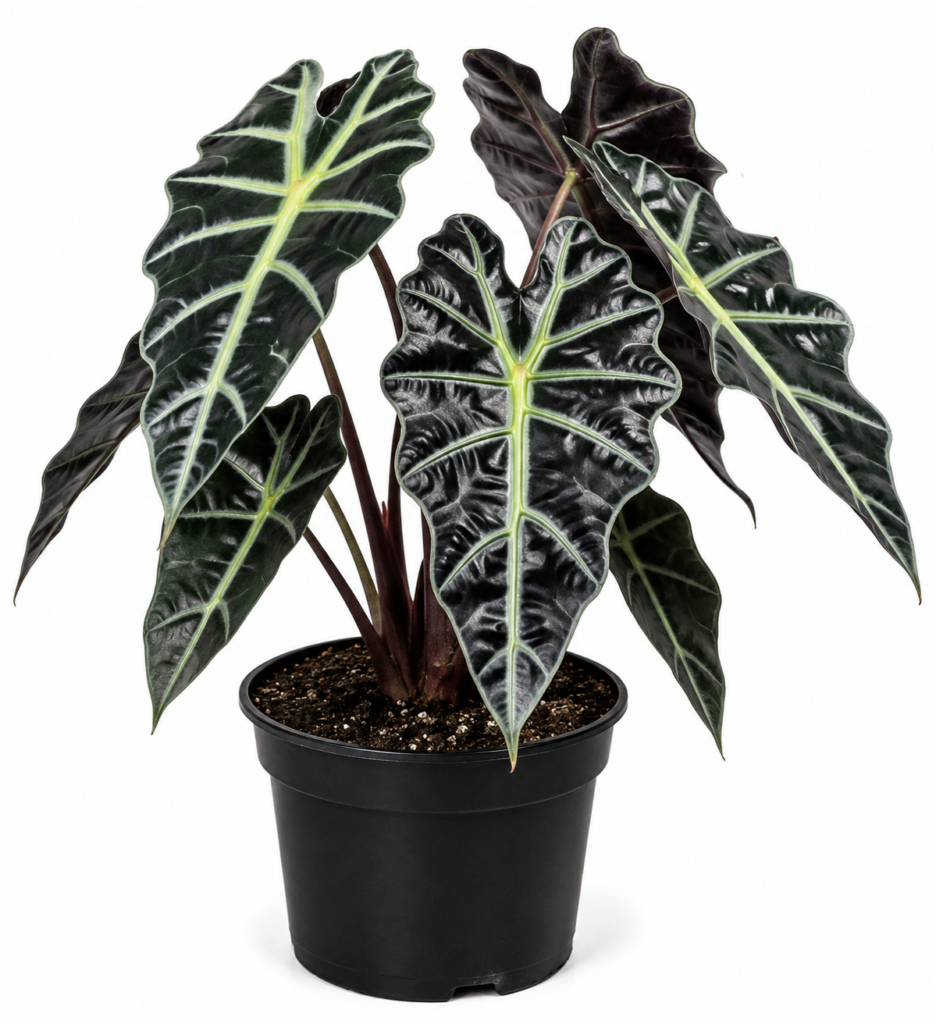 alocacia black