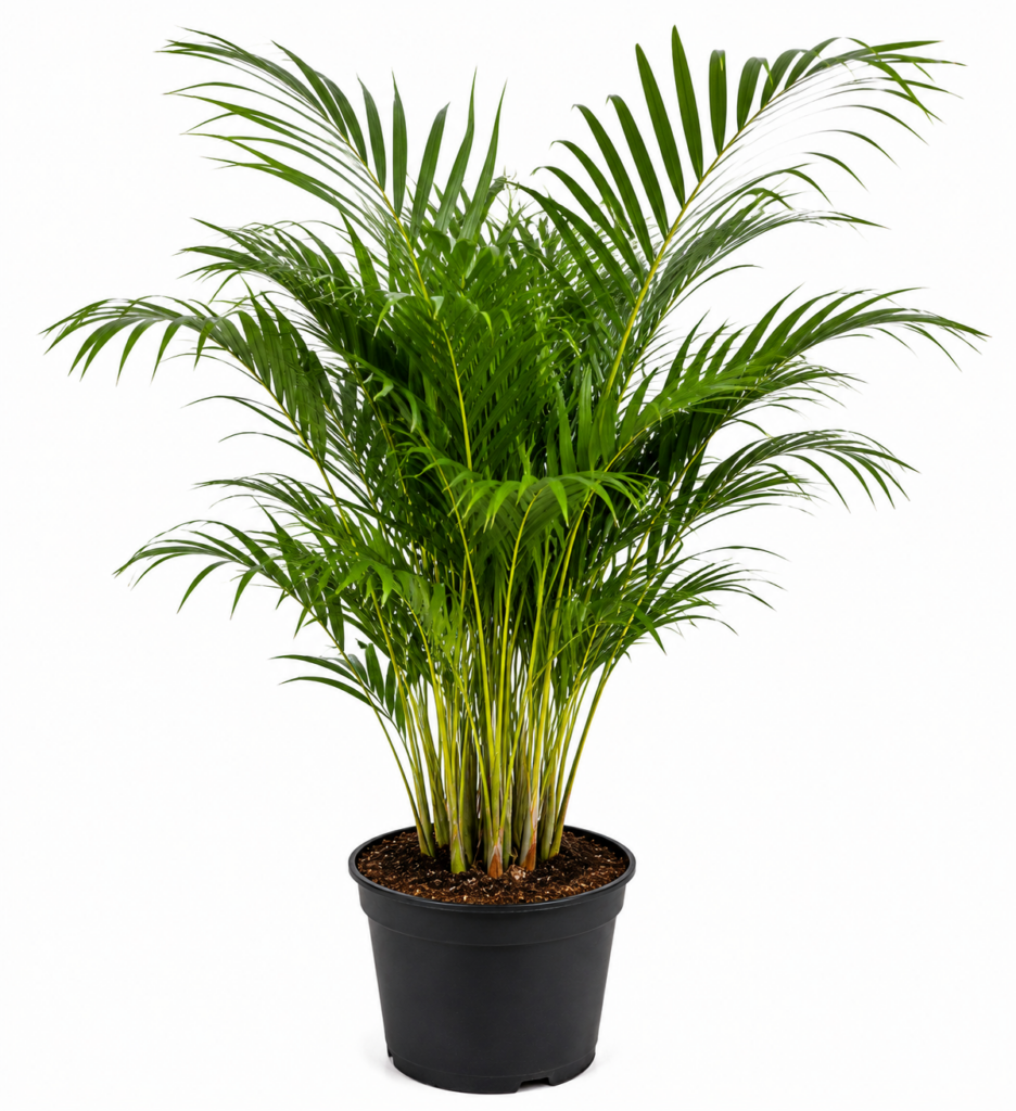 areca