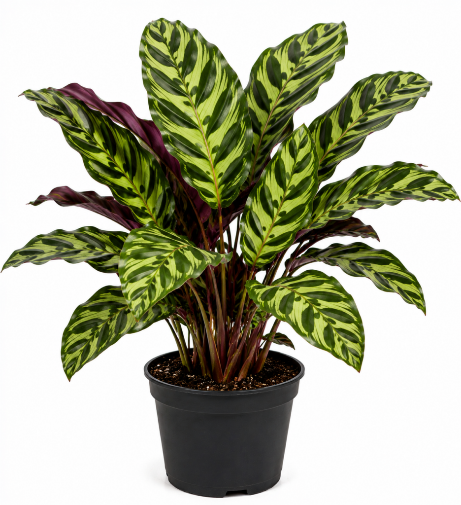 calathea zebrina