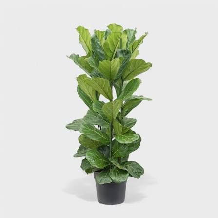 ficus pandurata