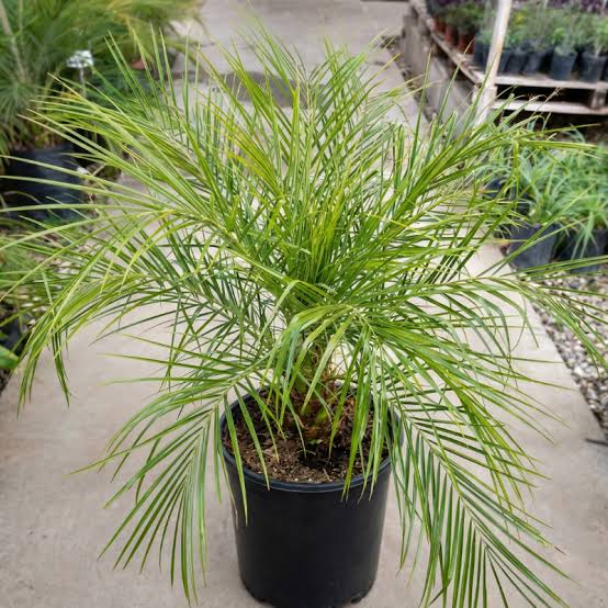 palmera fenix