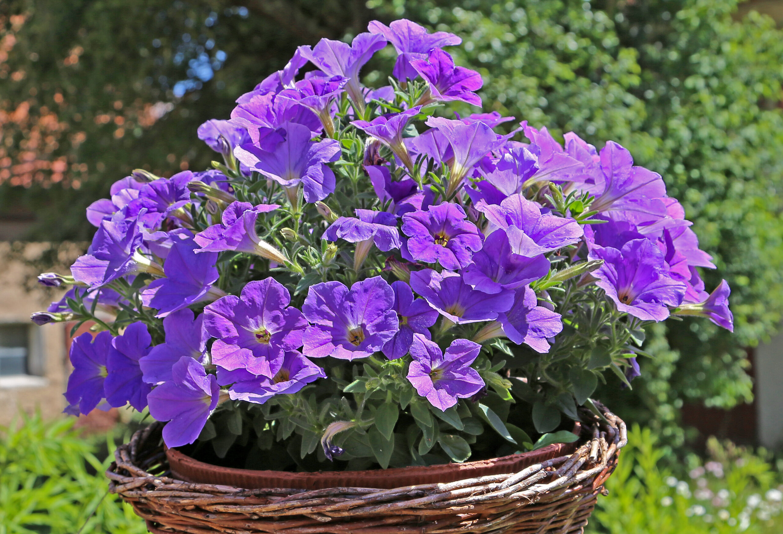 Plantas de exterior Petunia