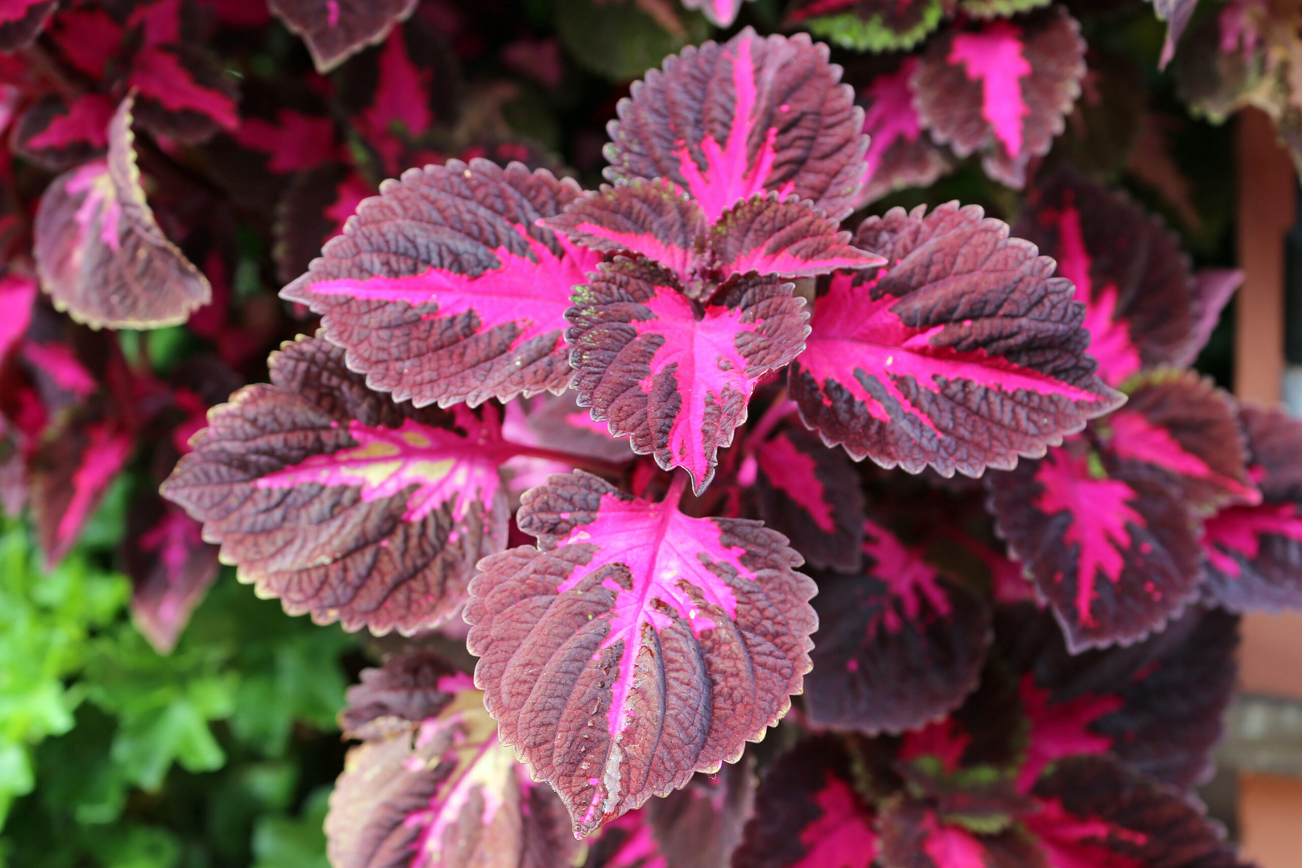 Plantas de exterior Cretona