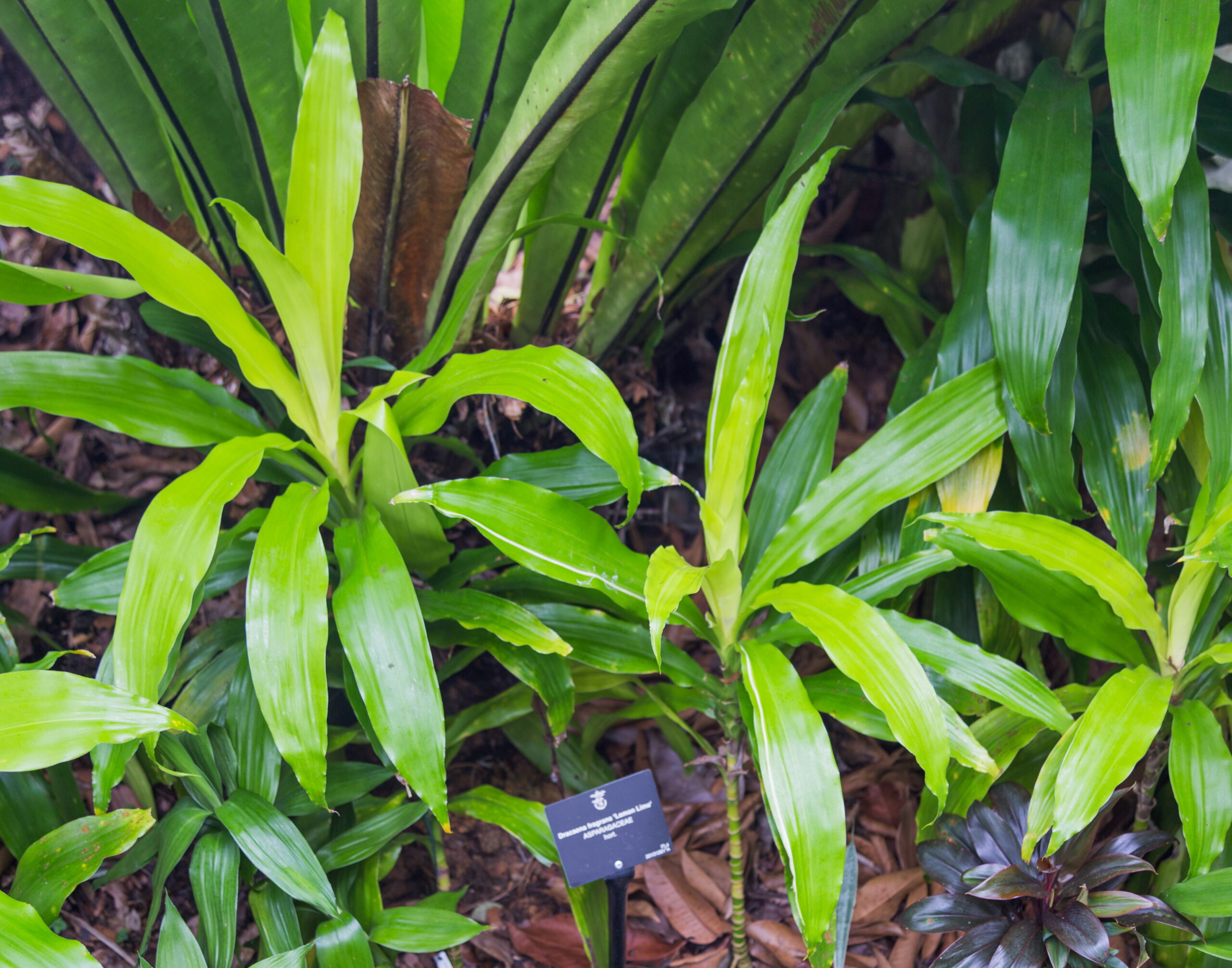 Plantas de Interior Dracena Lemon