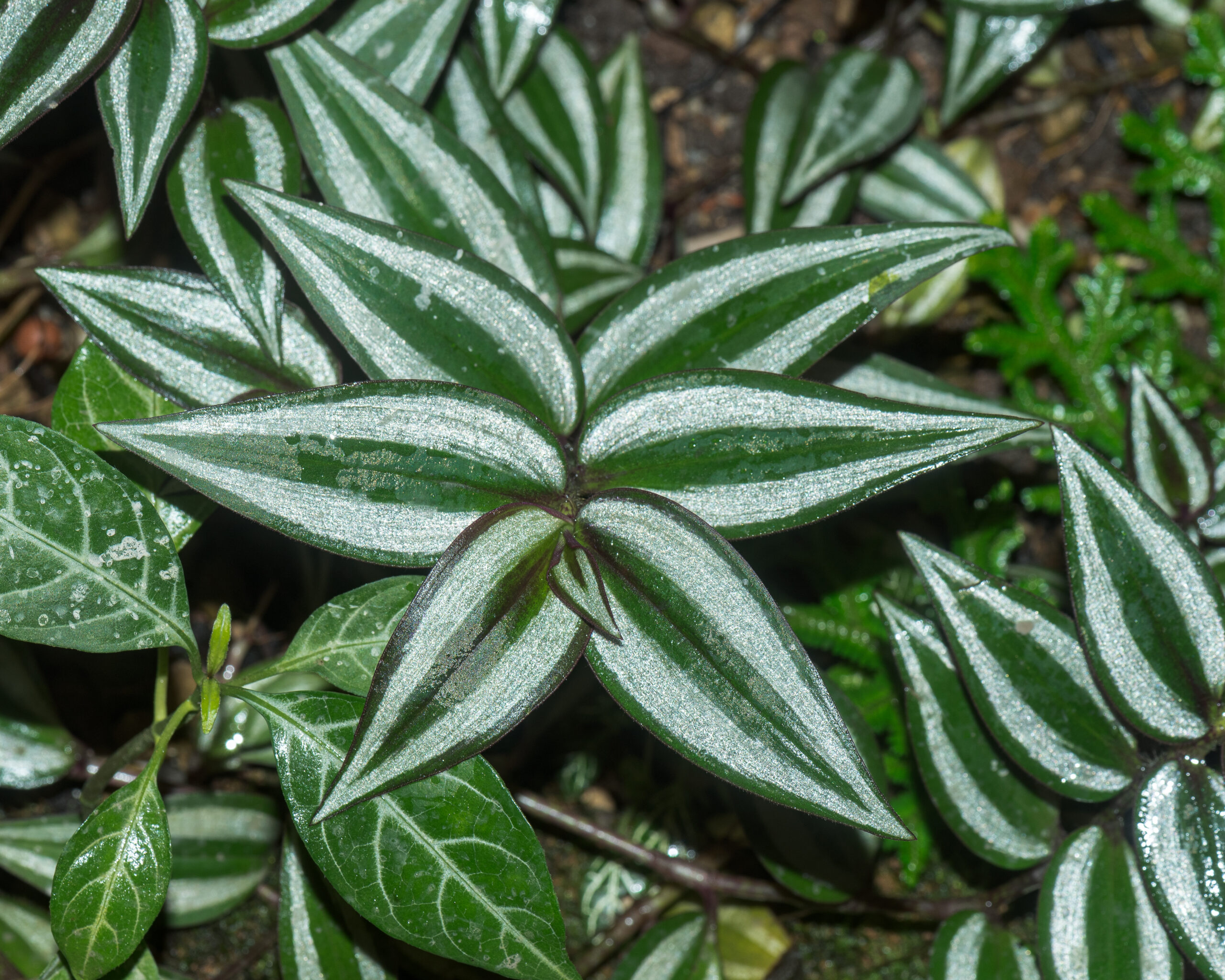Plantas de Interior Tradescantia Zebrina