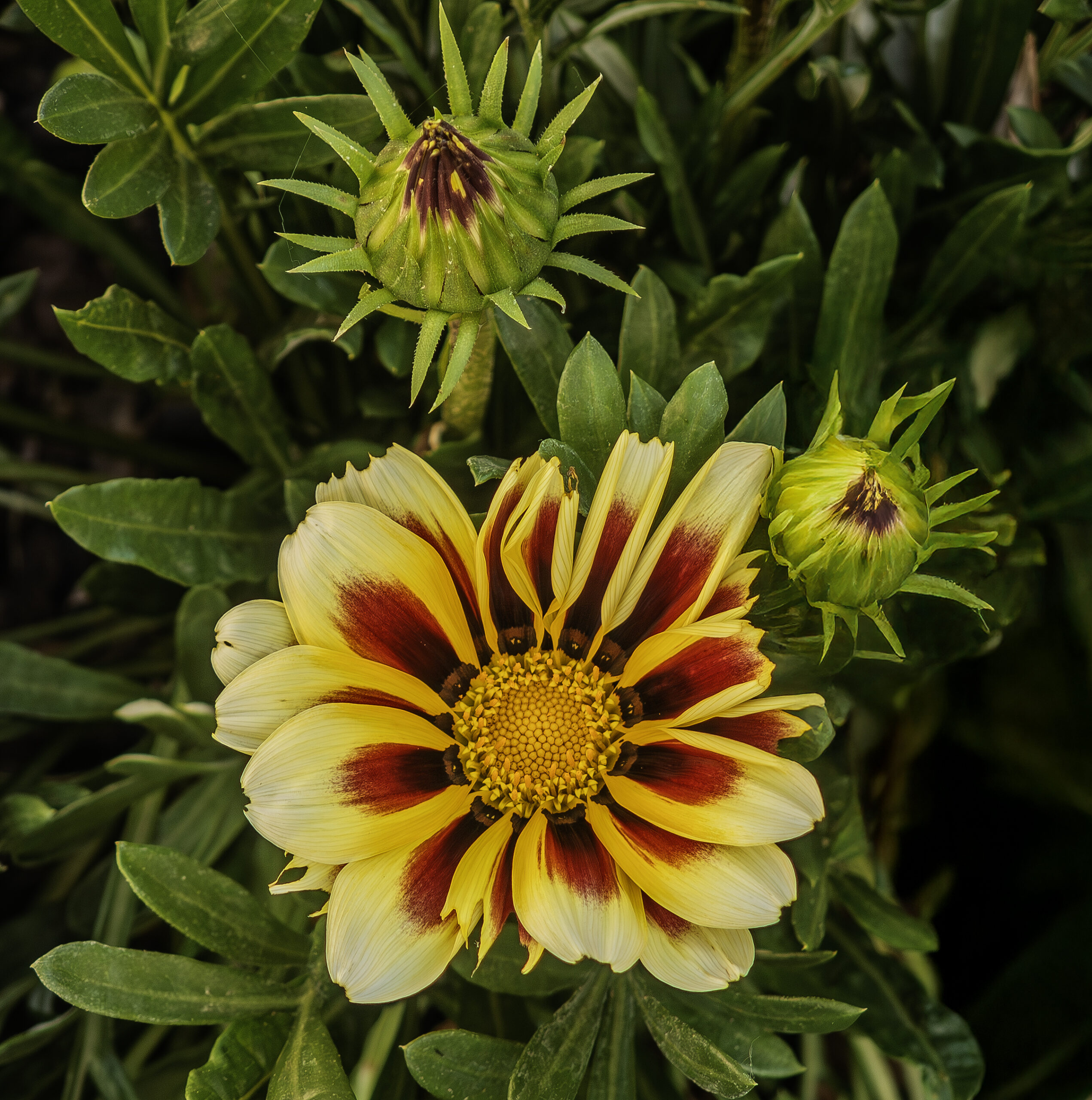 Plantas de exterior Gazanias