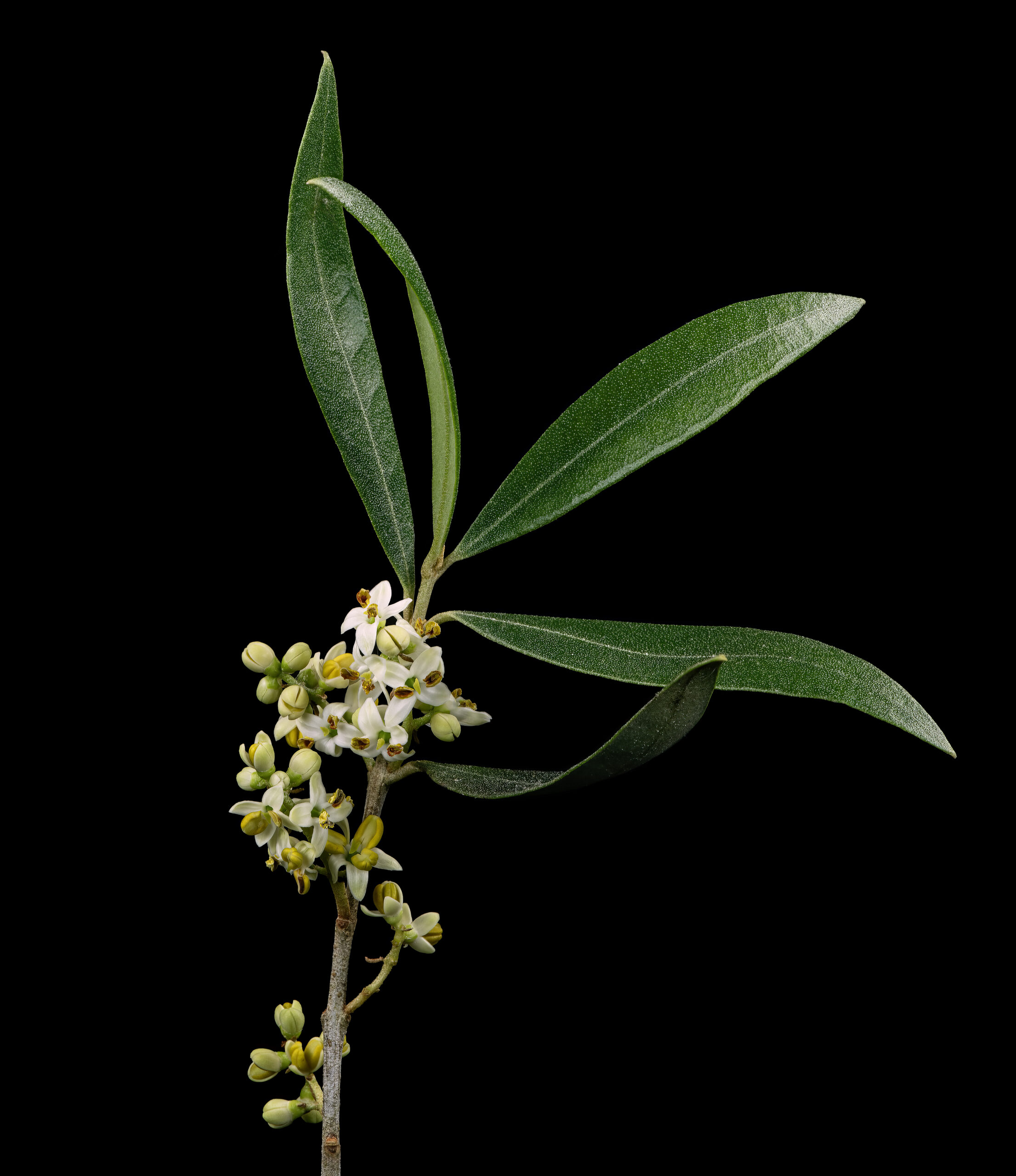 Olivo