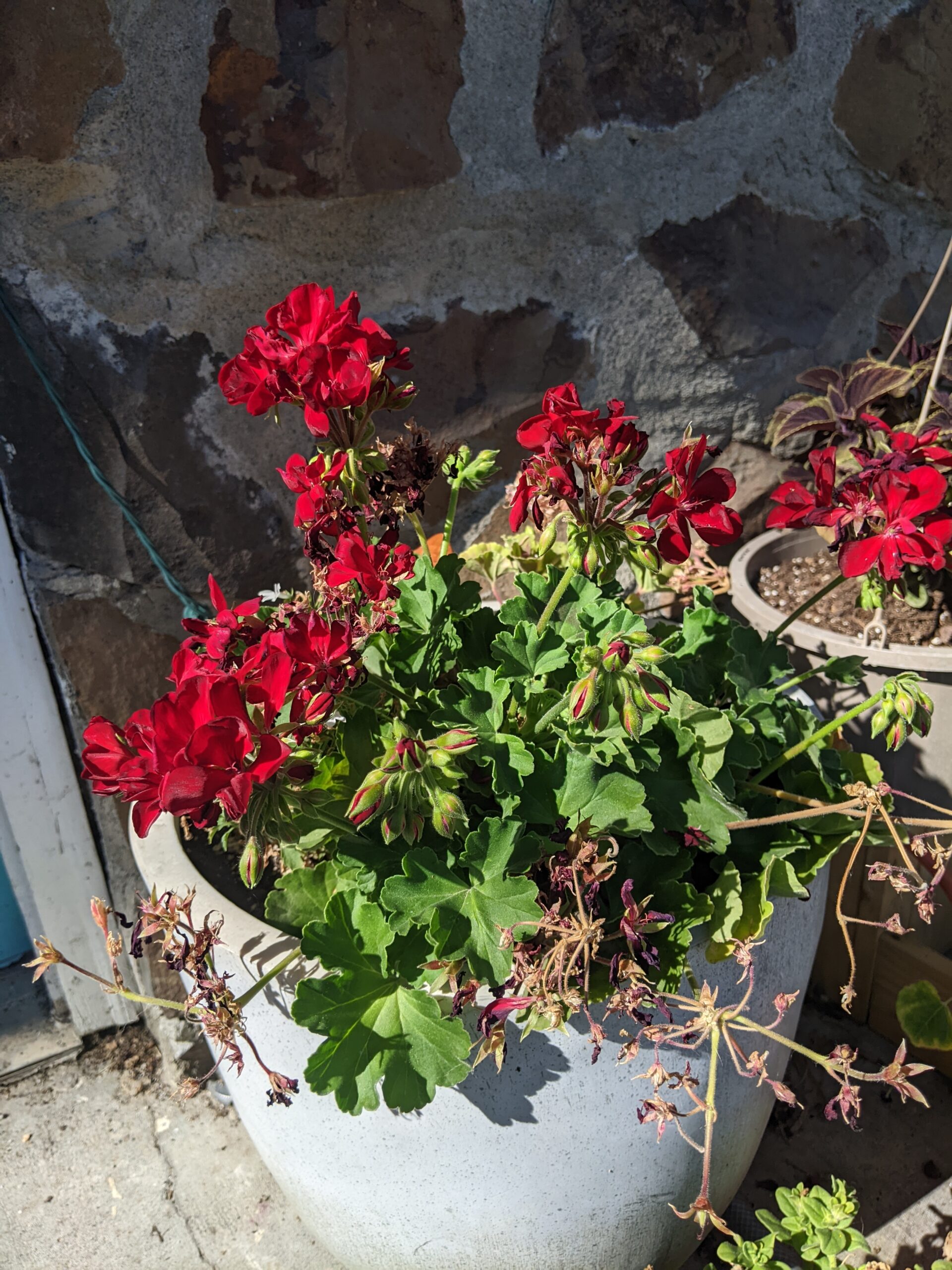 Plantas de exterior Geranio Colgante