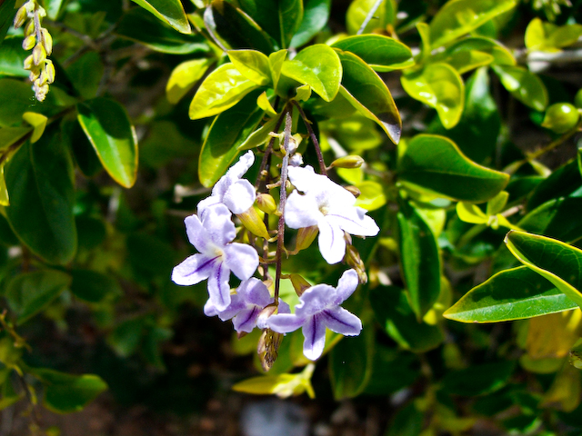 Durantha Disciplinada