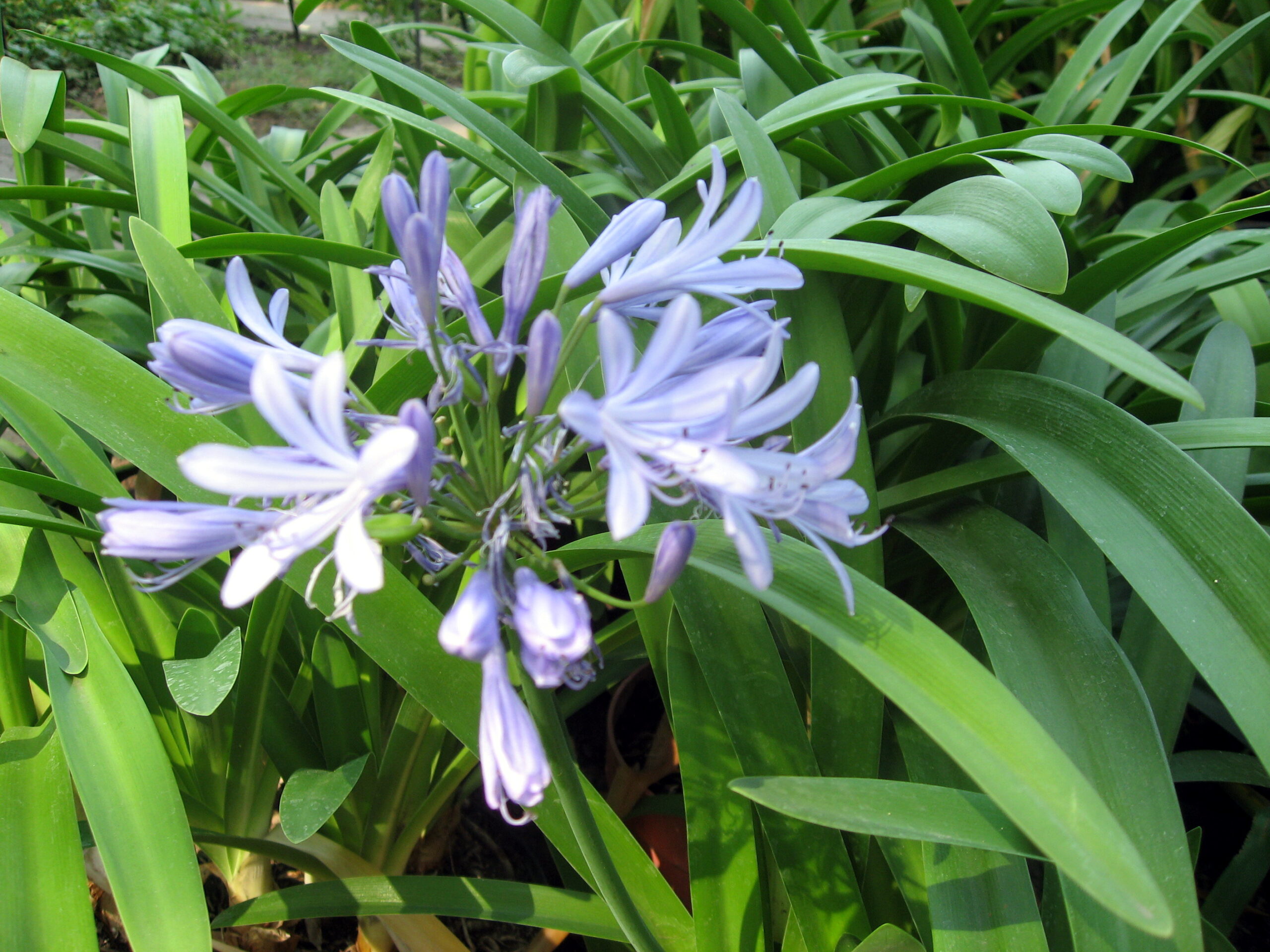 Plantas de exterior Agapanthus