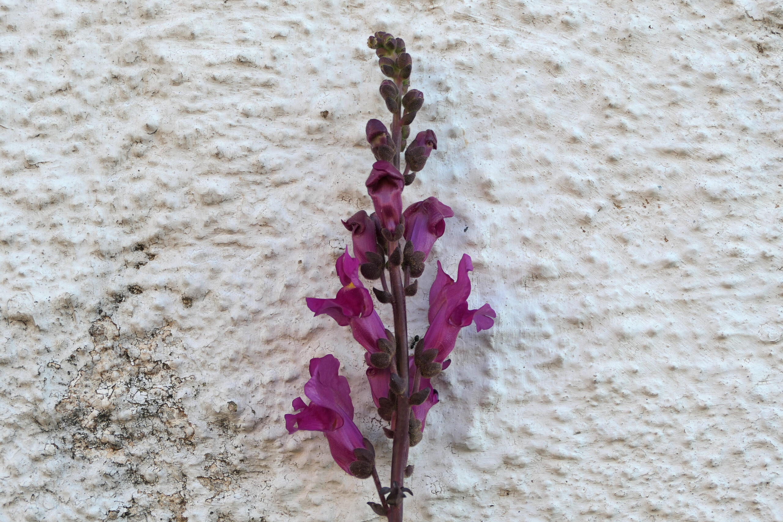 Plantas de exterior Conejito