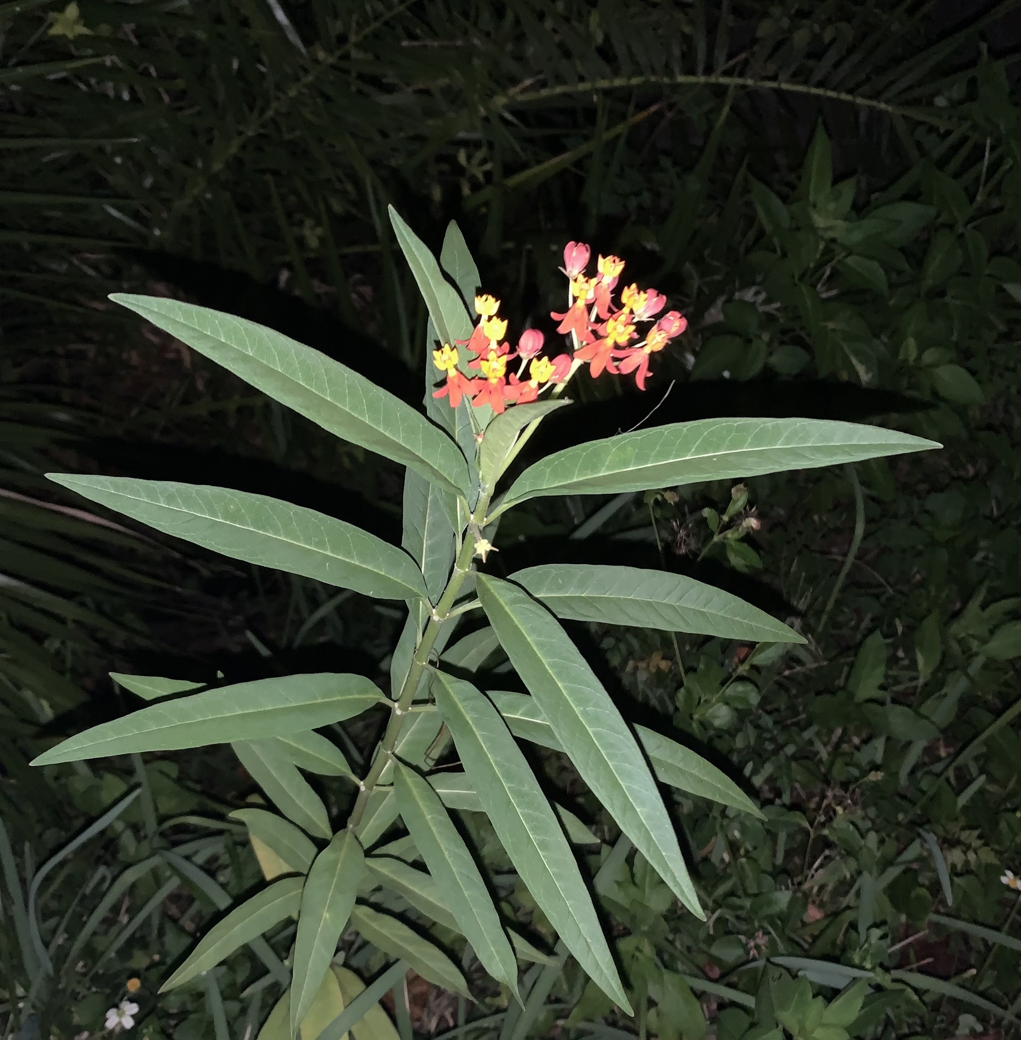 Plantas de exterior Asclepias