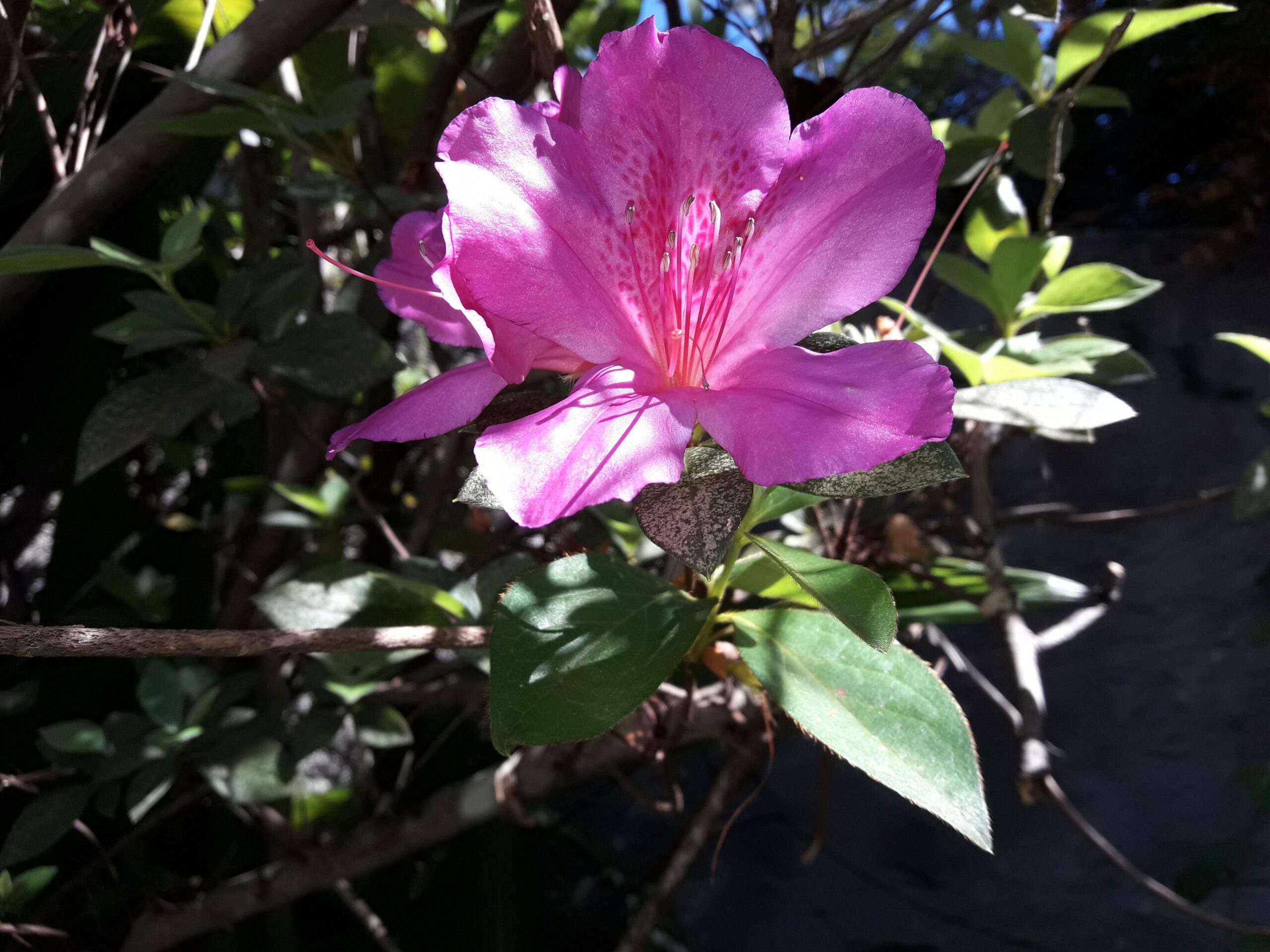Arbustivas Azalea