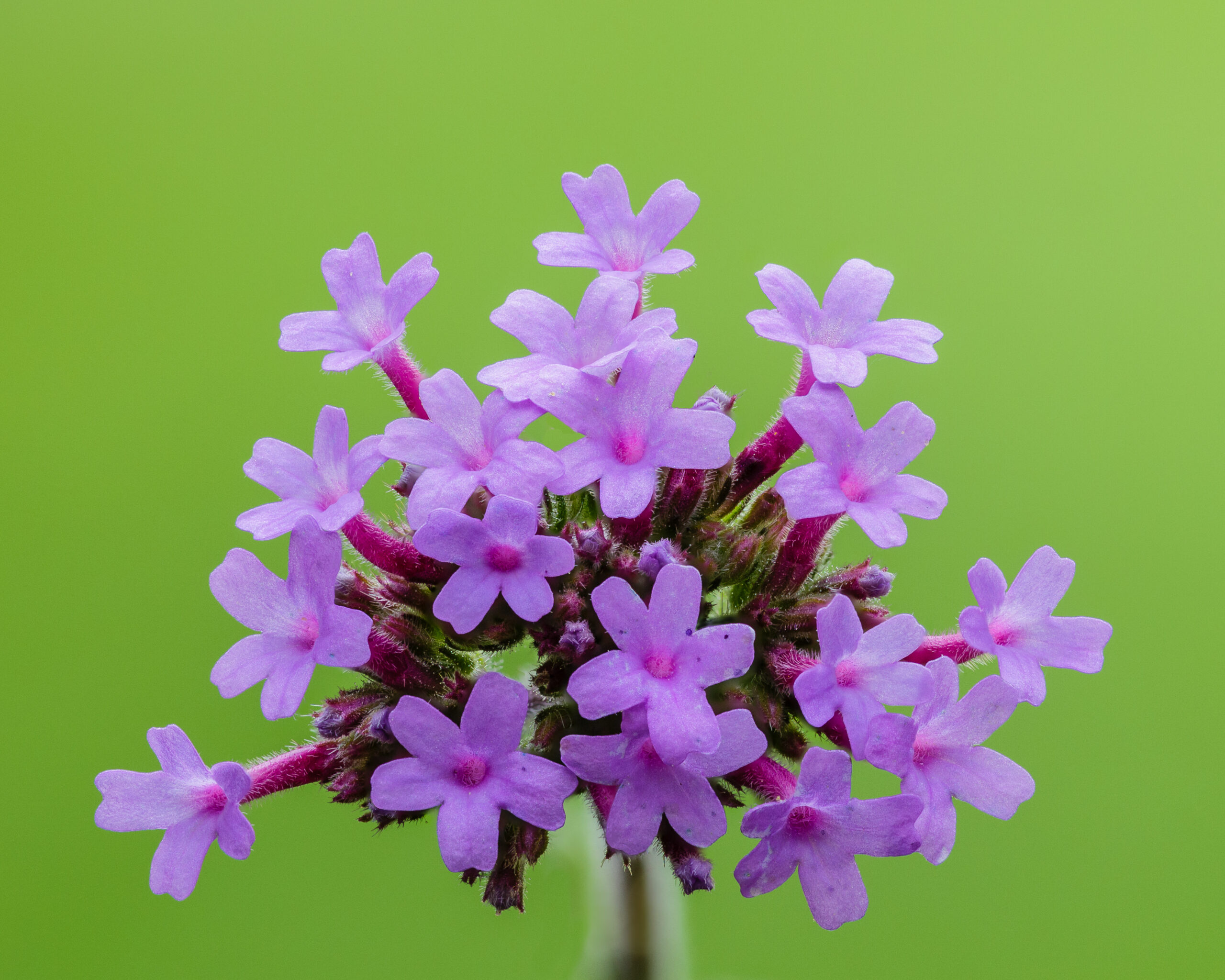 Plantas de exterior Verbena