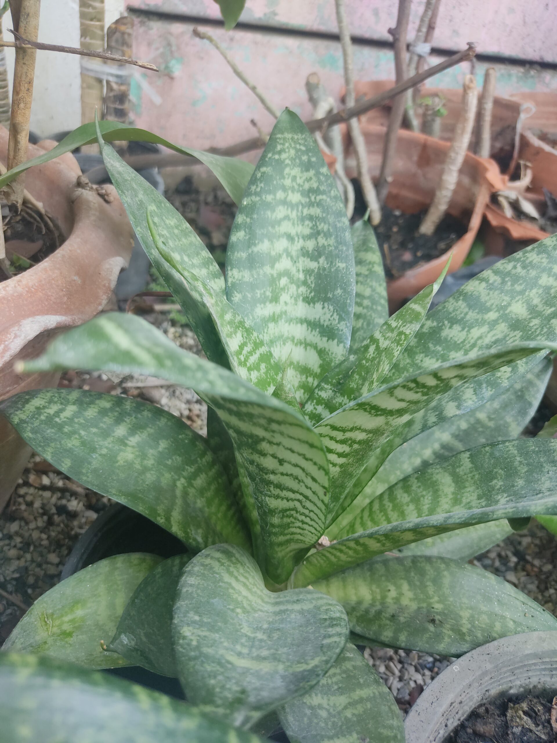 Plantas de Interior Sansiviera Enana