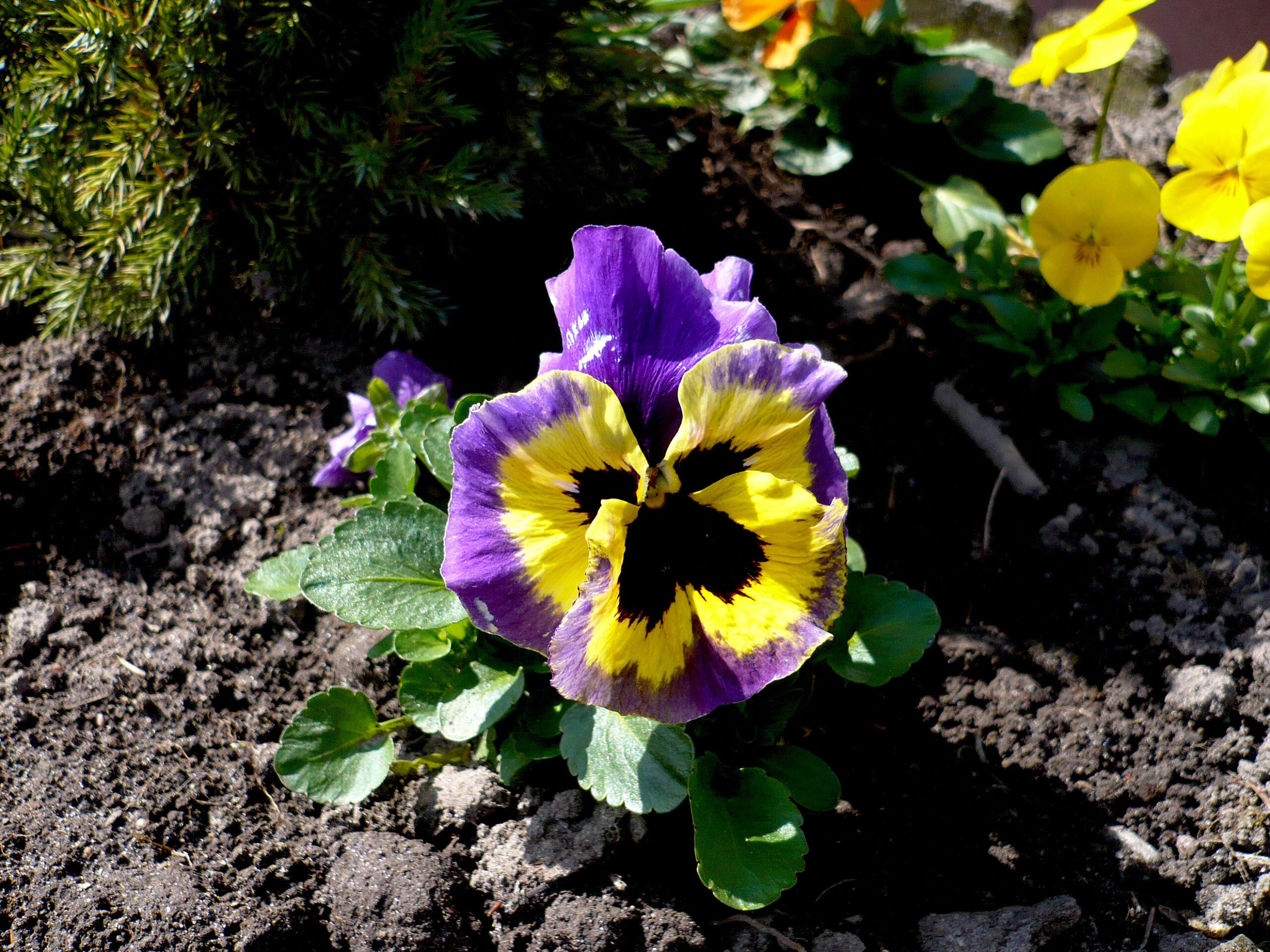 Plantas de exterior Pensamiento