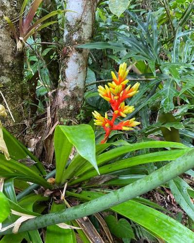 Plantas de Interior Bromelia Aechmea Anana