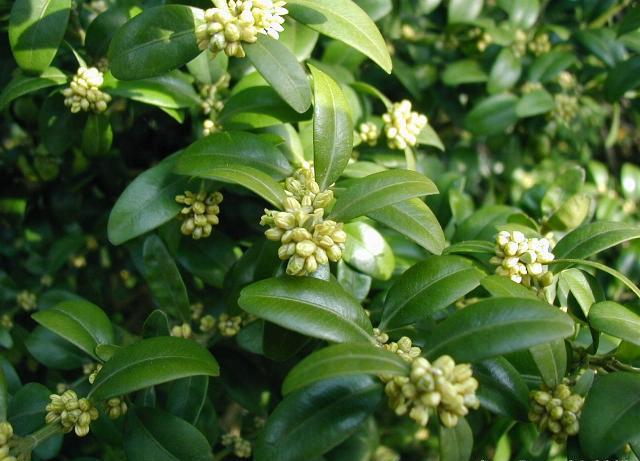Arbustivas Buxus