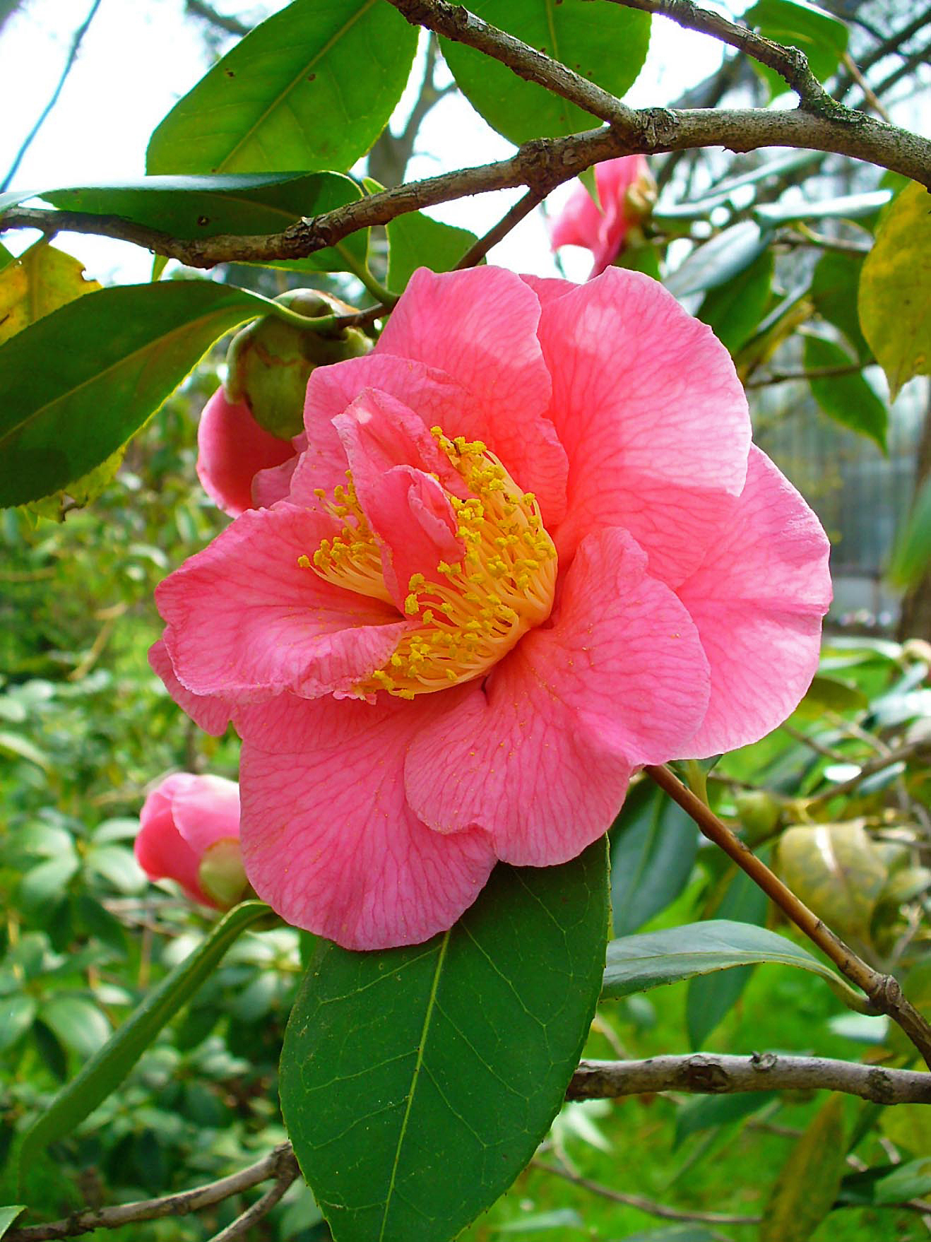 Arbustivas Camelia Japonica