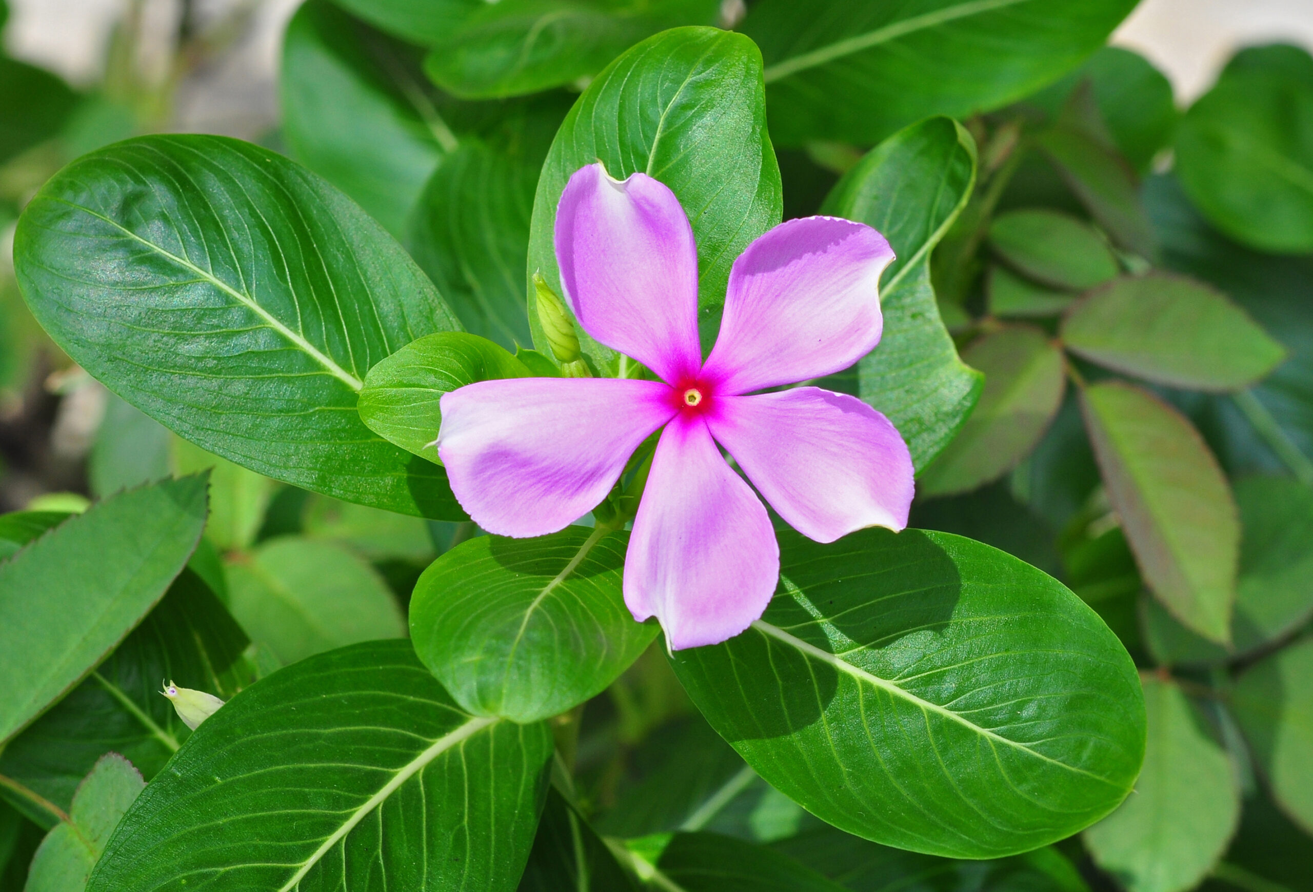 Plantas de exterior Vinca Cascade