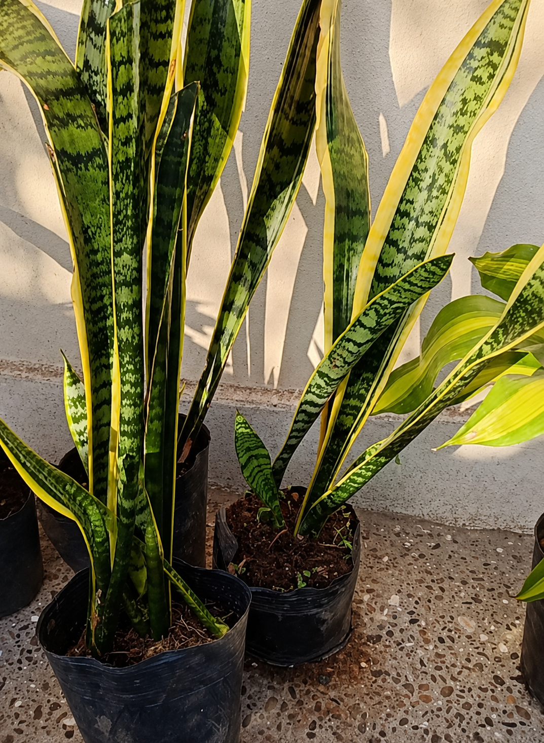 Plantas de Interior Sansiviera
