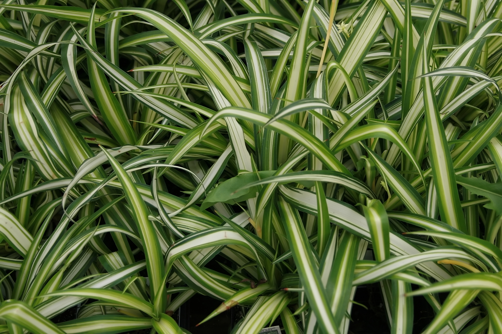 Plantas de Interior Lazo De Amor Ondulado