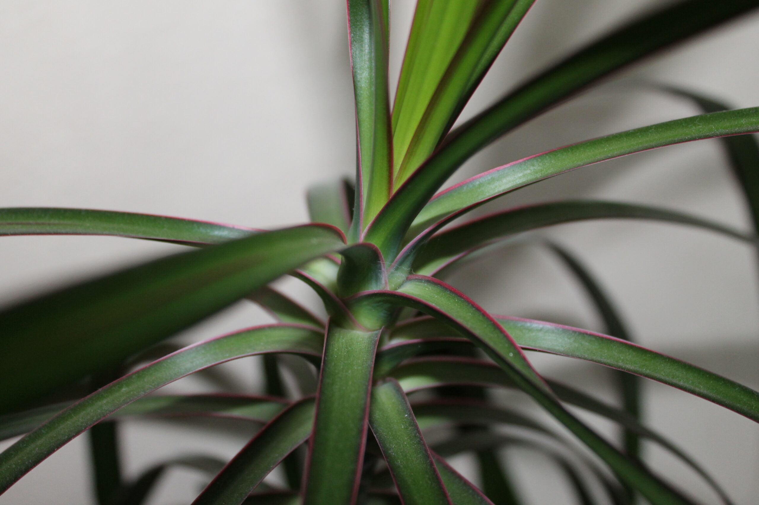 Plantas de Interior Dracena Marginata
