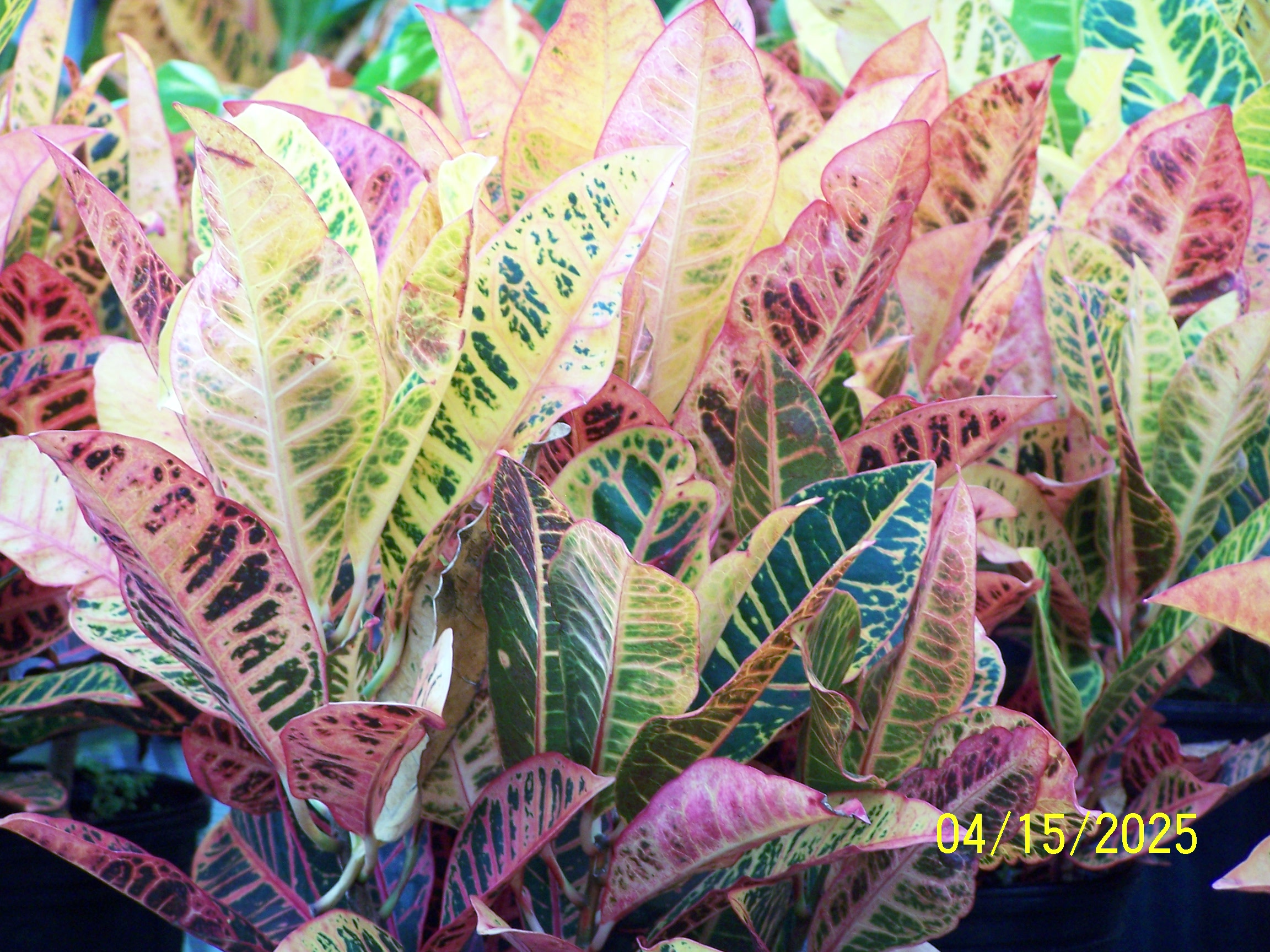 Plantas de Interior Croton Petra