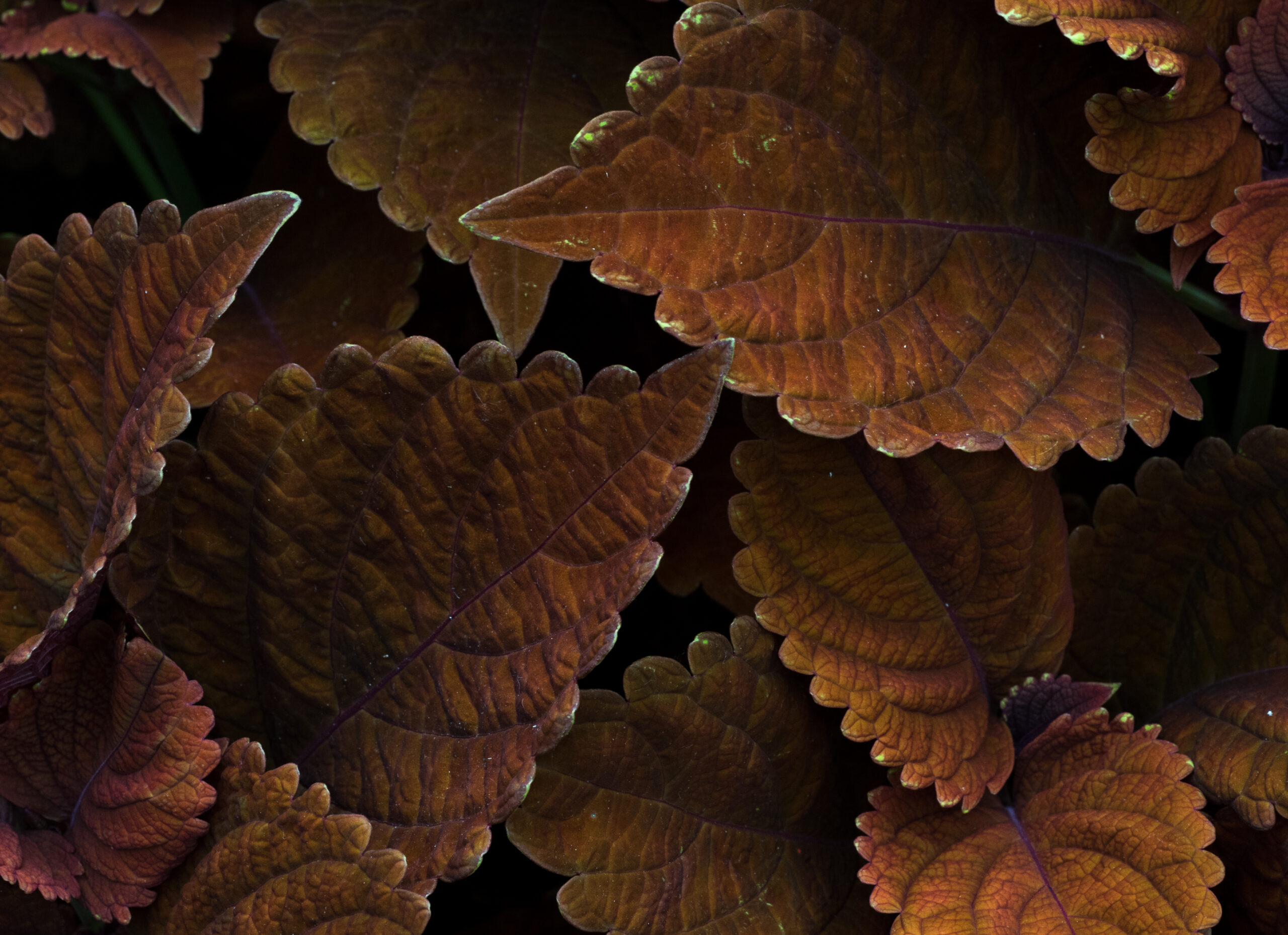 Plantas de exterior Dolar Negro
