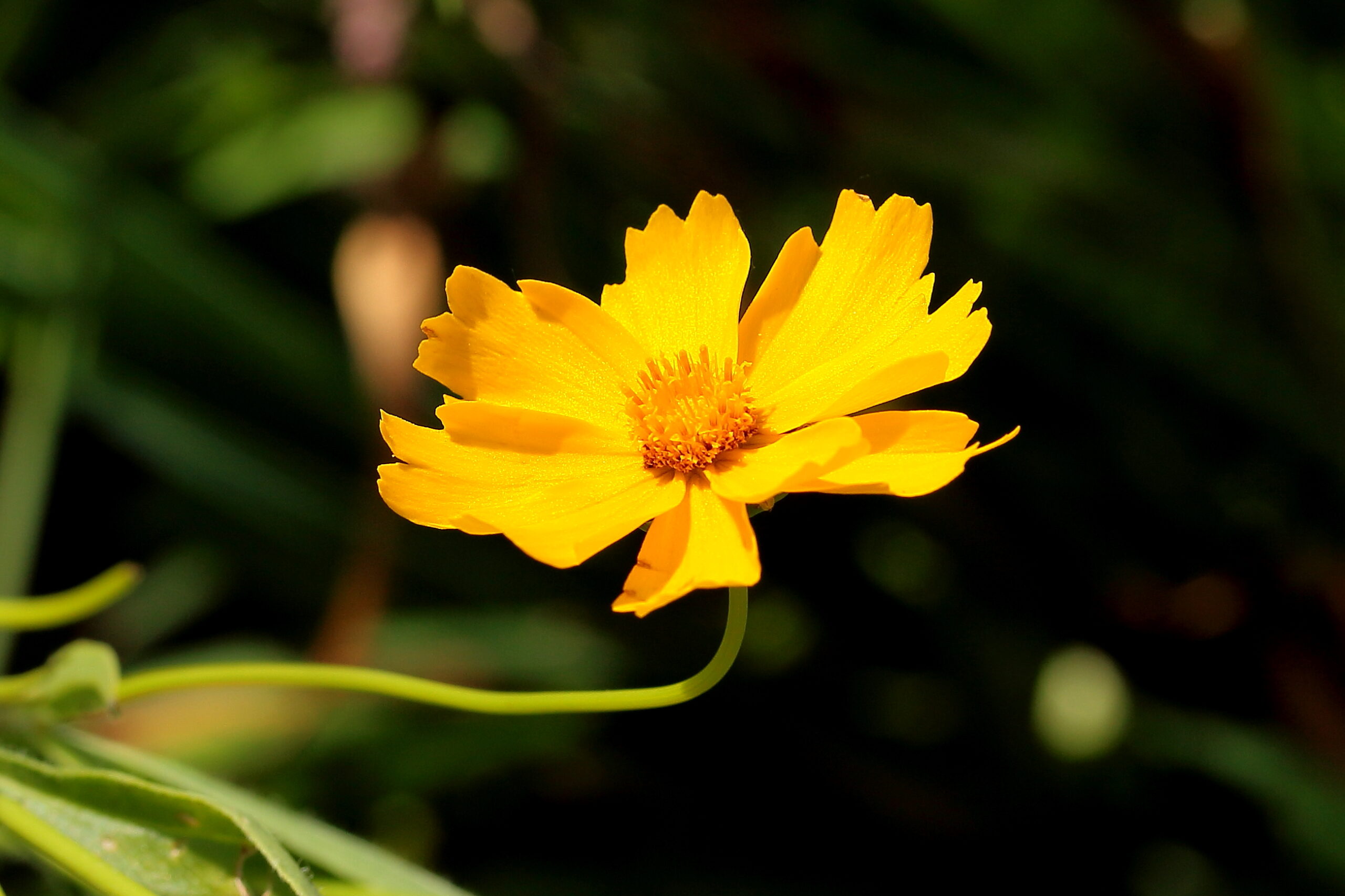 Plantas de exterior Coreopsis