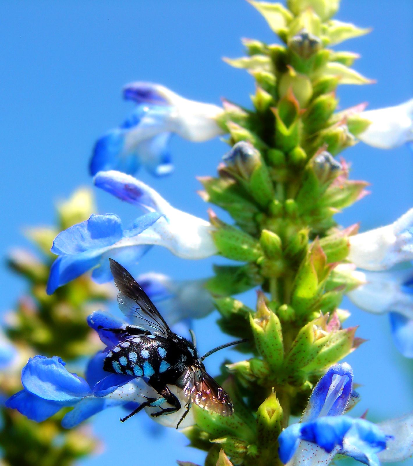 Arbustivas Salvia Uliginosa