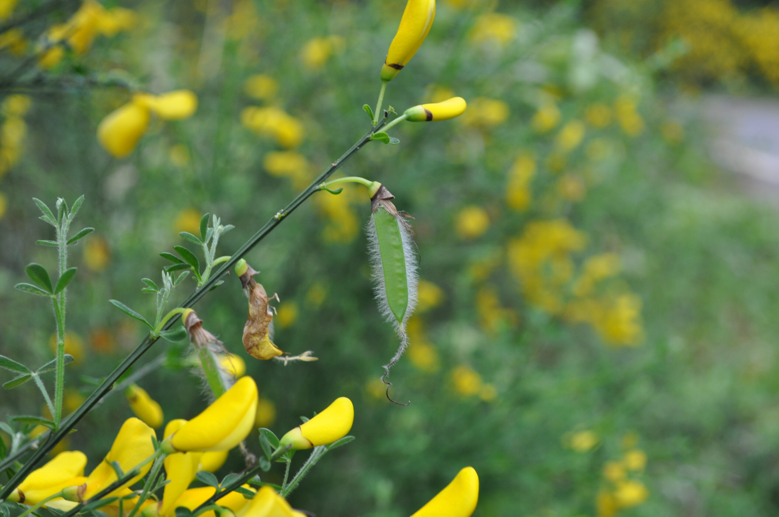 Arbustivas Retama