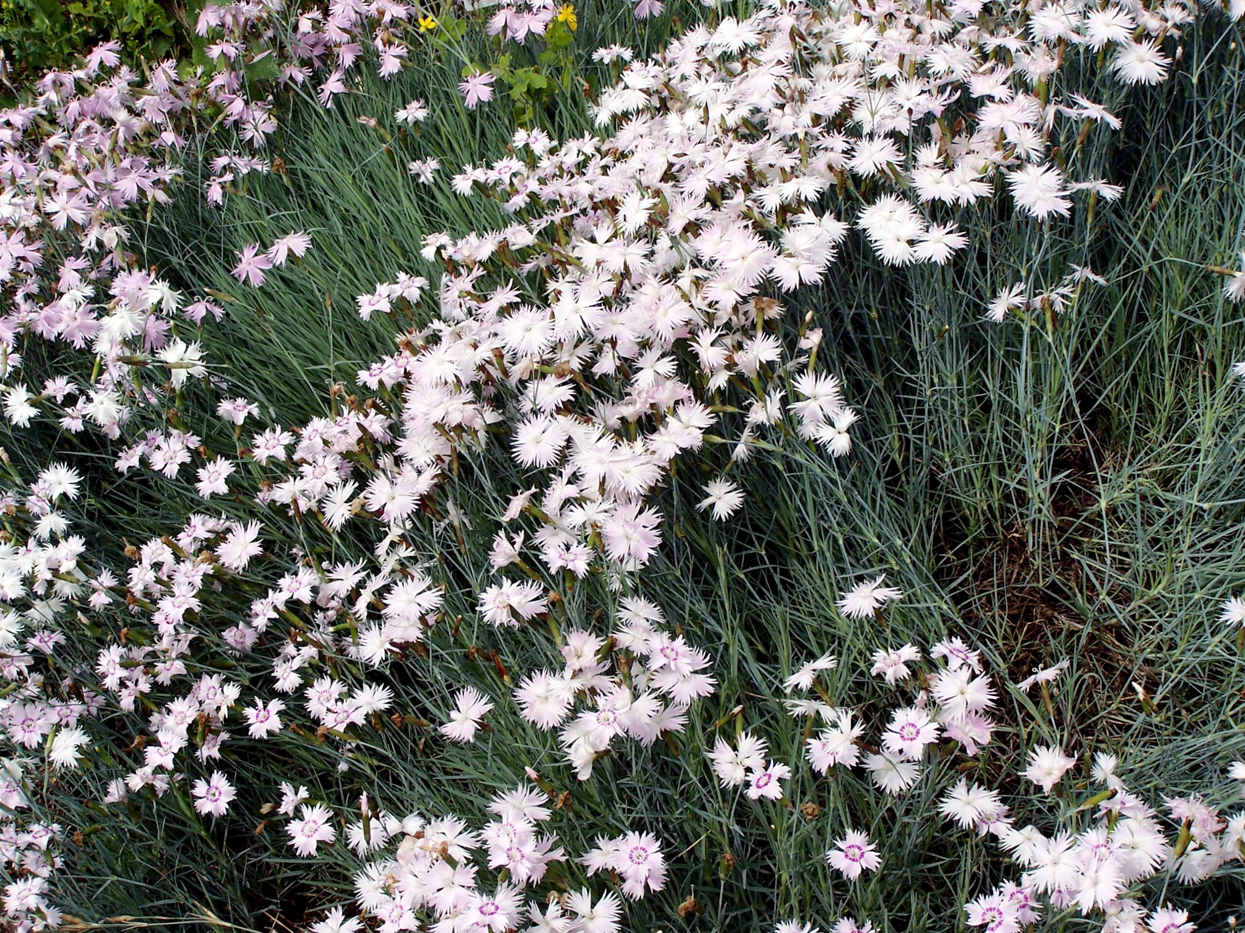 Plantas de exterior Clavel Enano