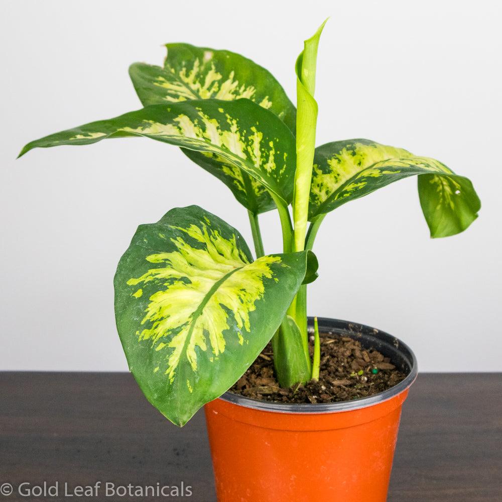 Plantas de Interior Dieffenbachia Tropic