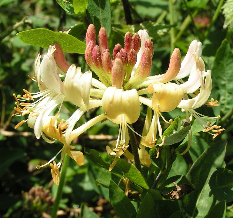 Madre Selva