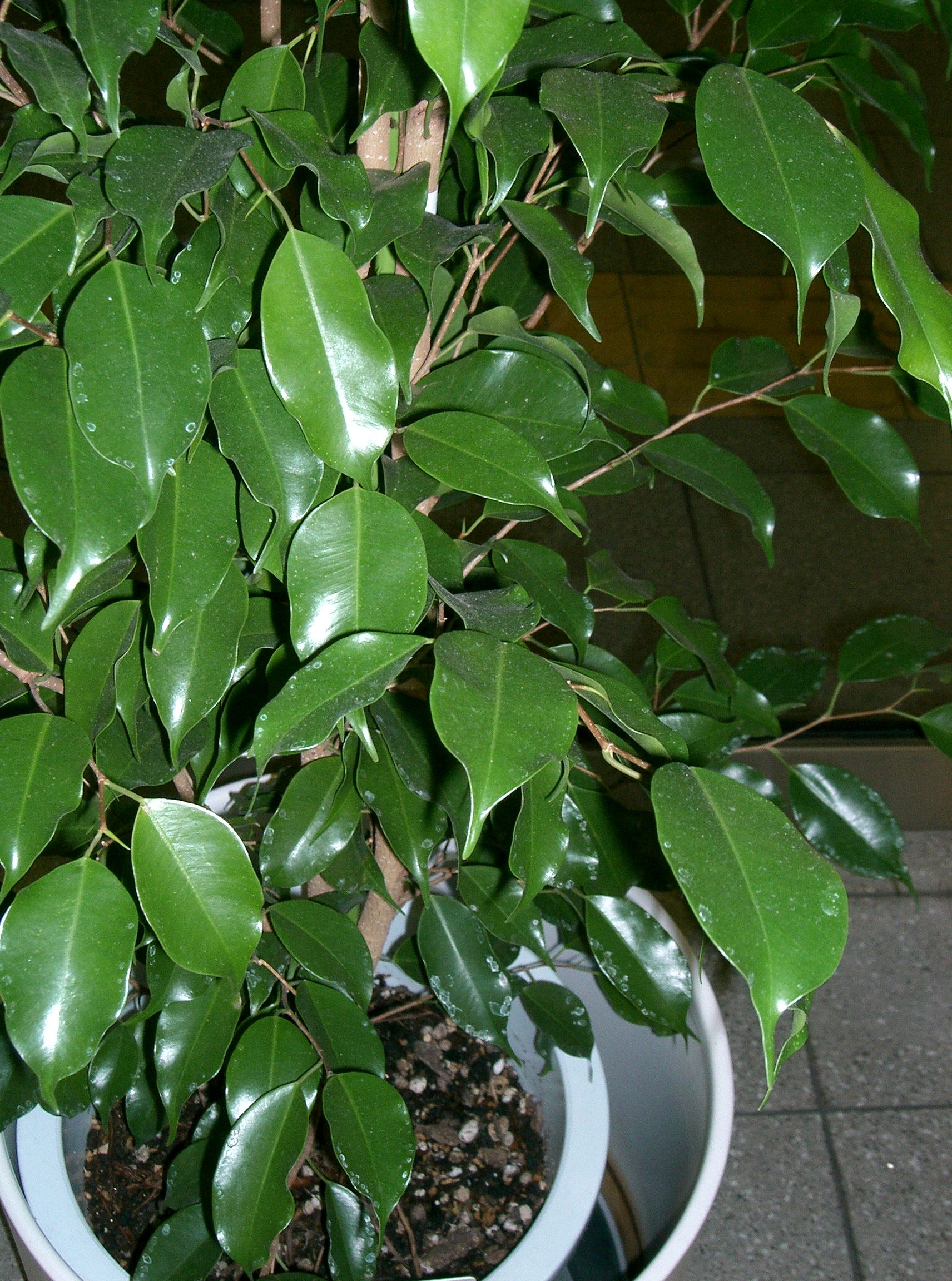 Plantas de Interior Ficus