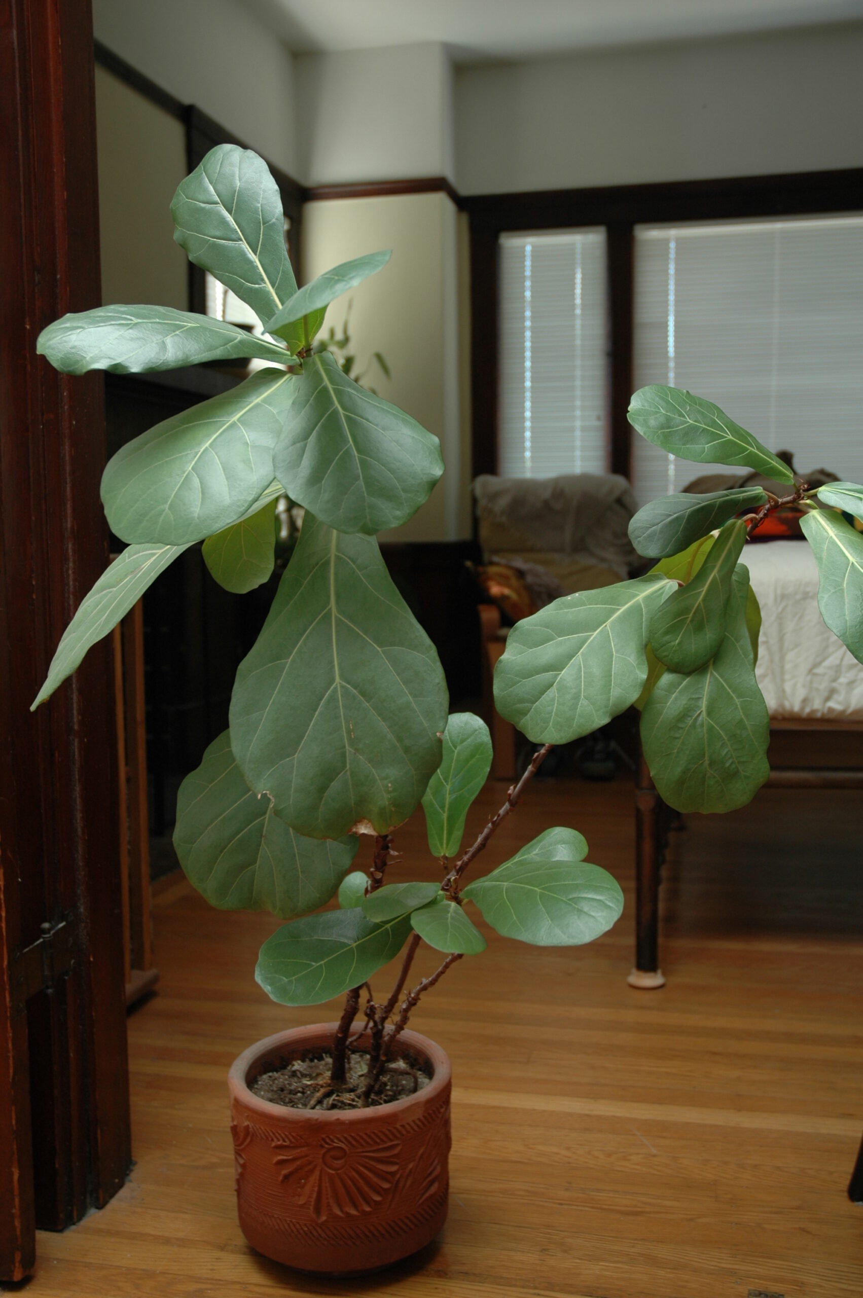 Plantas de Interior Ficus Pandurata