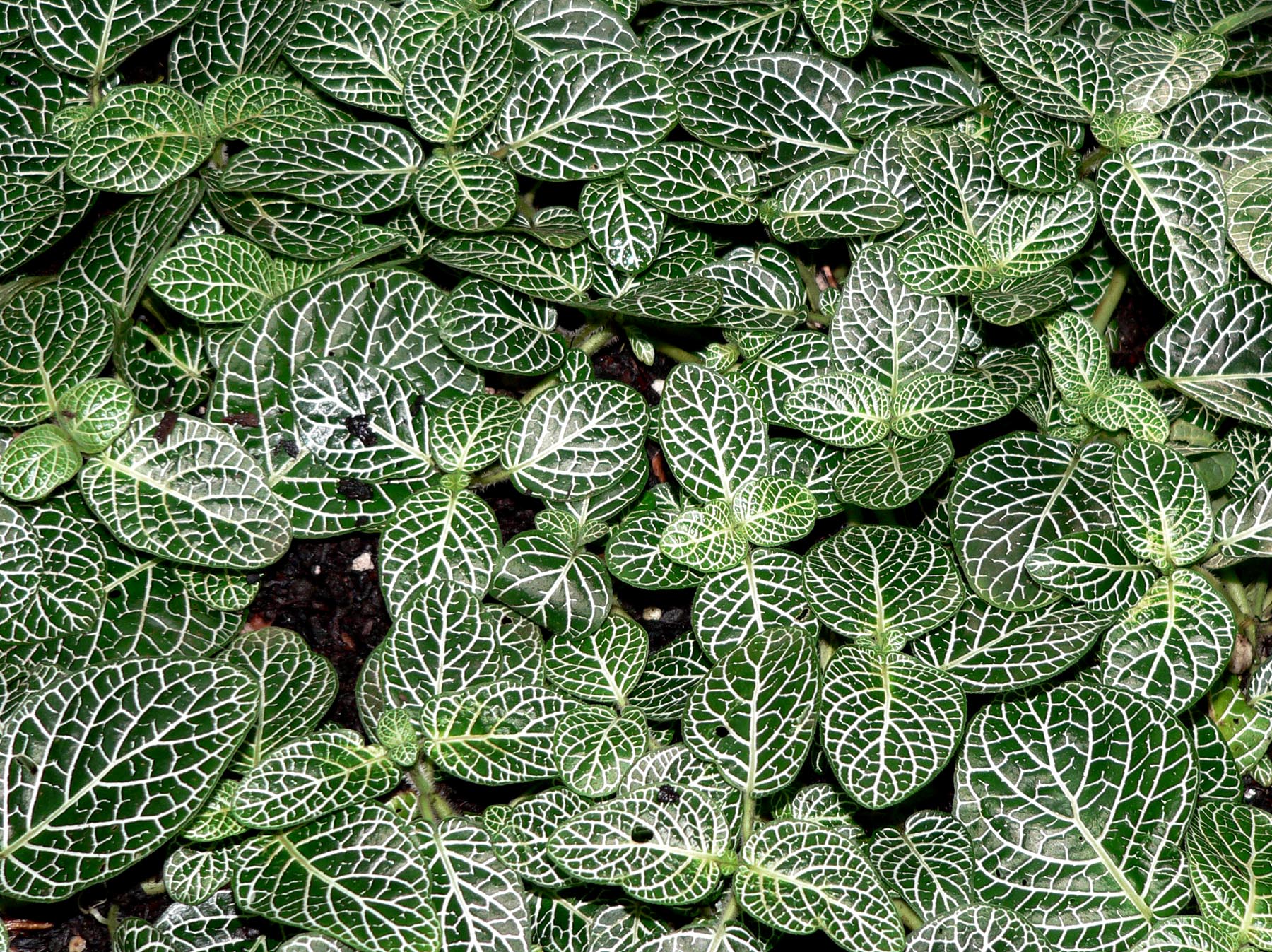 Plantas de Interior Fitonia