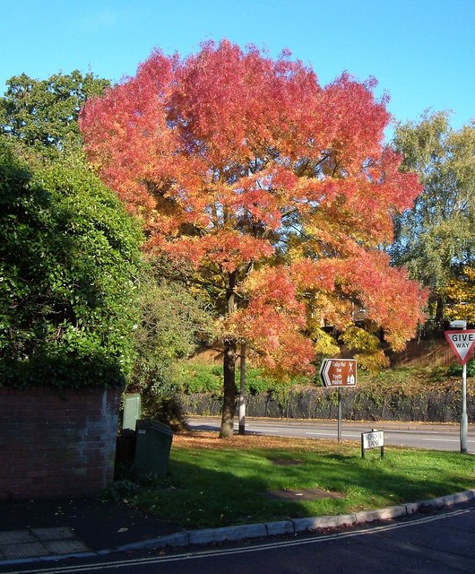 Fresno Rojo
