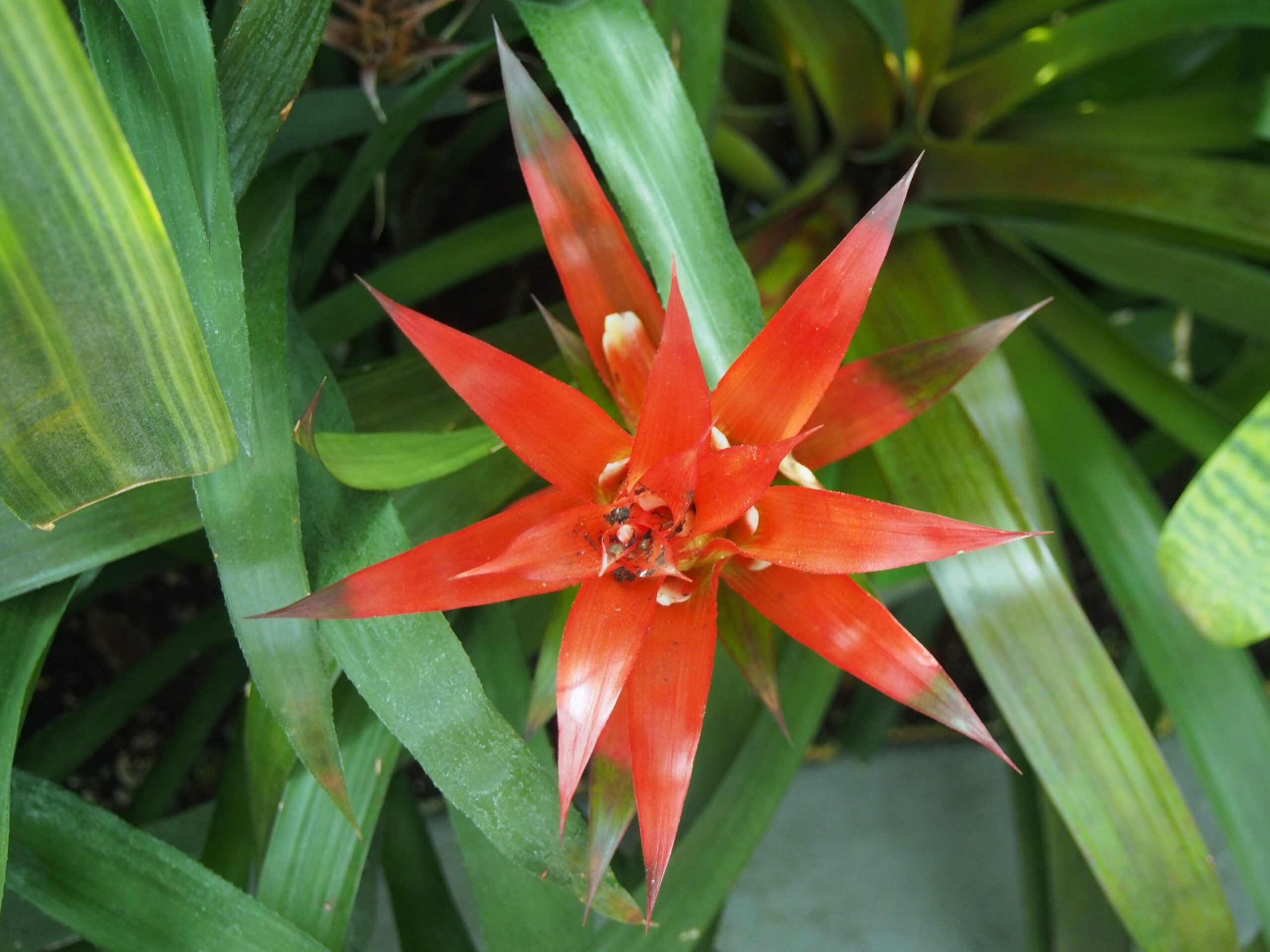 Plantas de Interior Guzmania