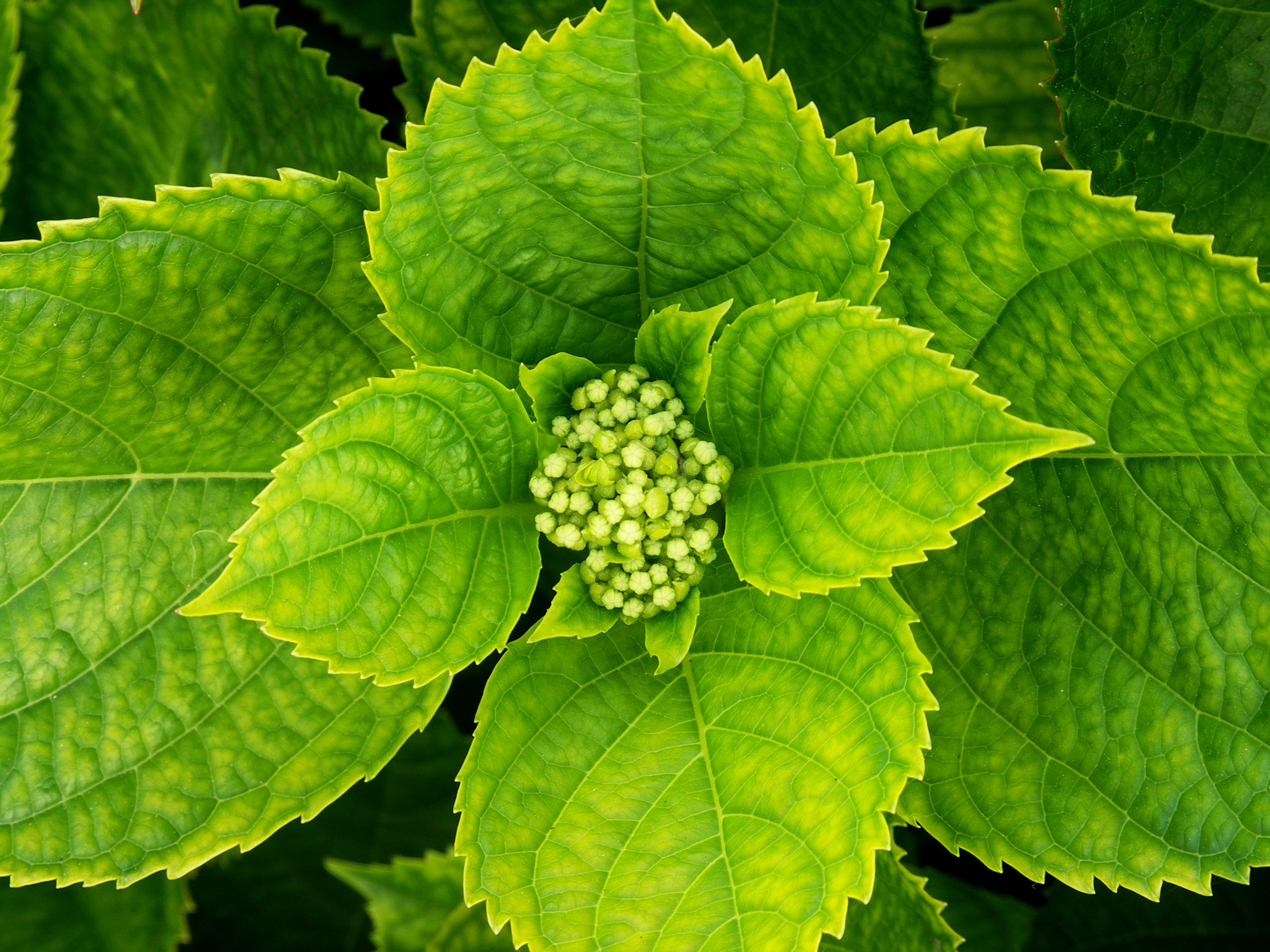 Arbustivas Hortensia