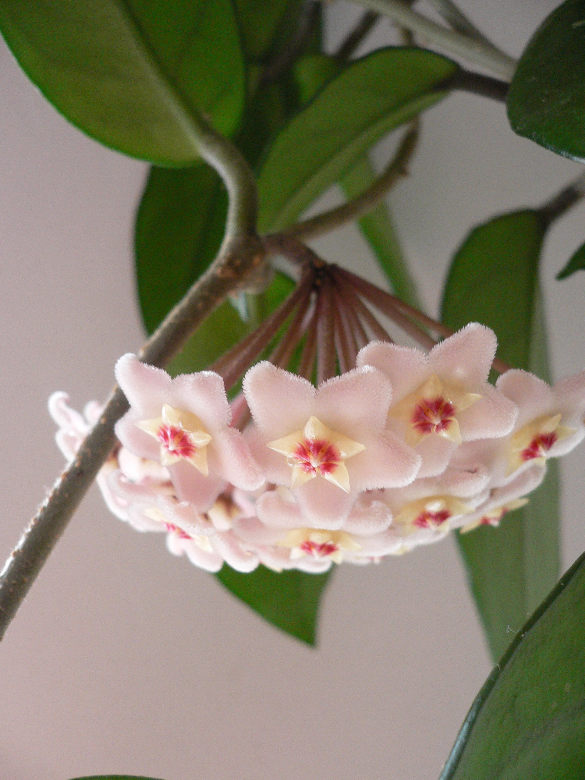 Plantas de Interior Hoya Carnosa
