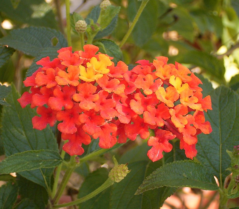 Lantana Camara