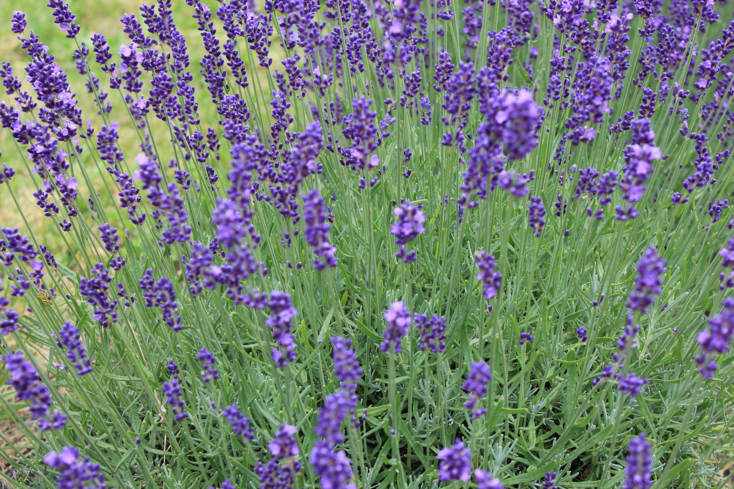 Aromáticas Lavanda