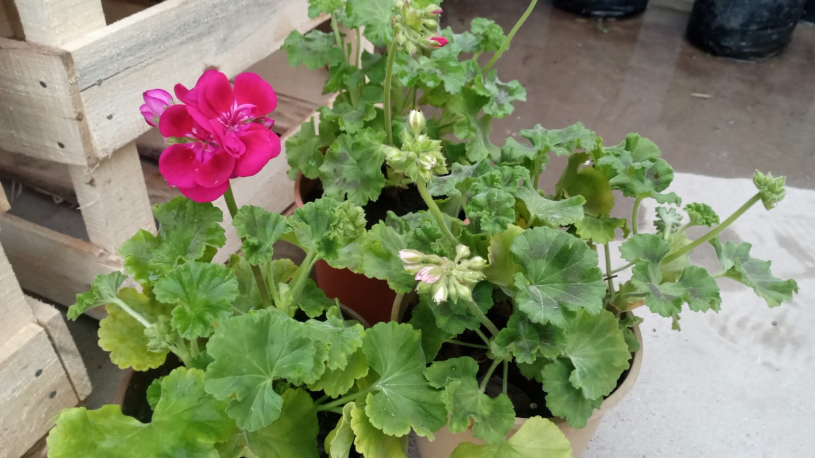 Plantas de exterior Malvon