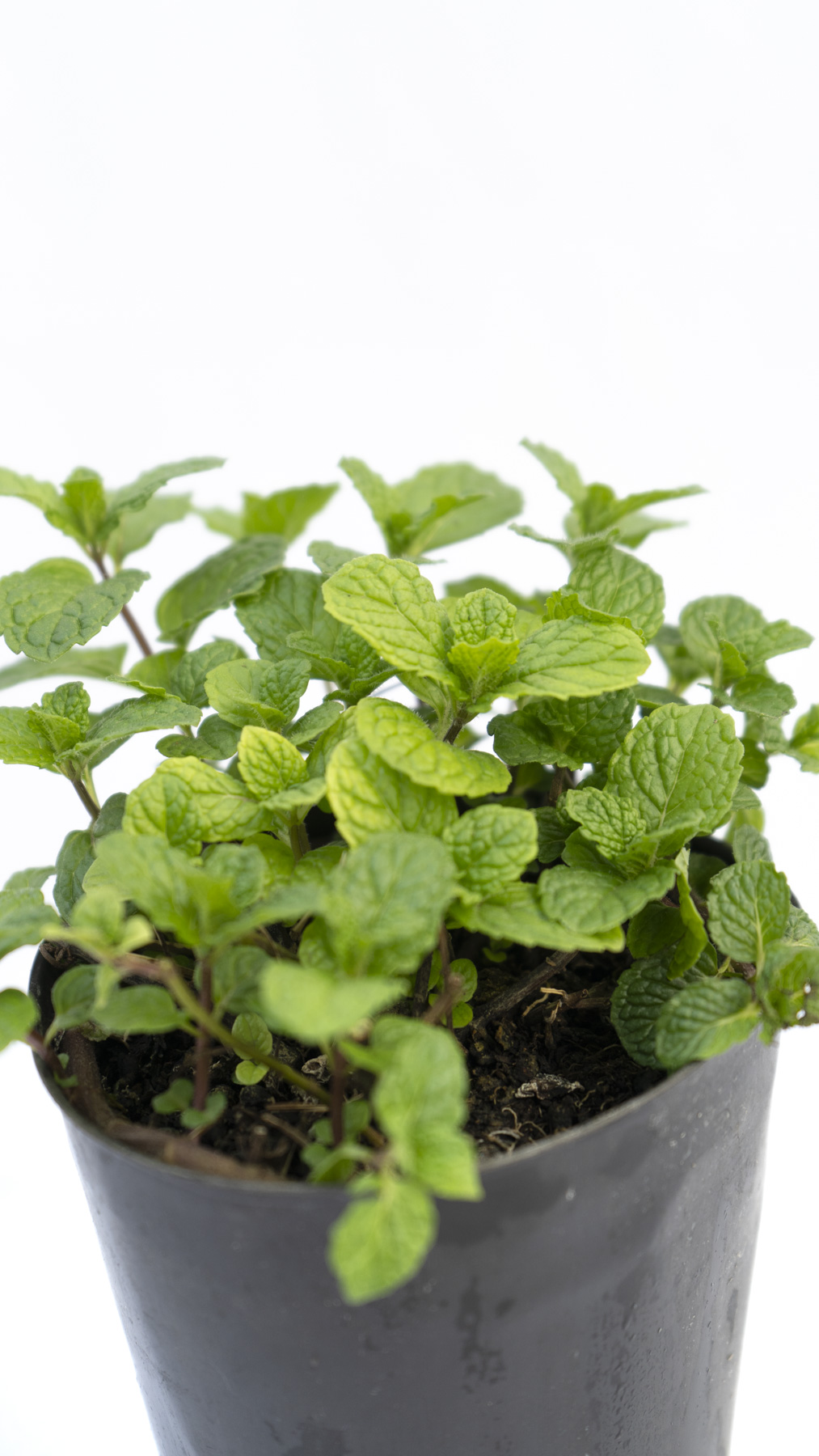 Aromáticas Menta